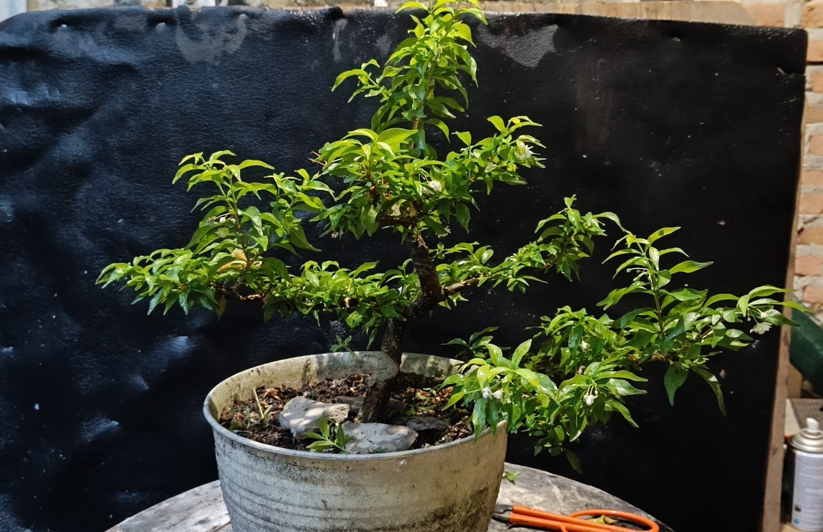Hanabe1708's tweet photo. Bonsai itu seperti pernikahan,harusnya semakin tua umurnya,semakin indah bentuk nyaa.apalagi kalau ditambah bubuk2 tambahan 🤭 https://t.co/WPwWPBvtJT