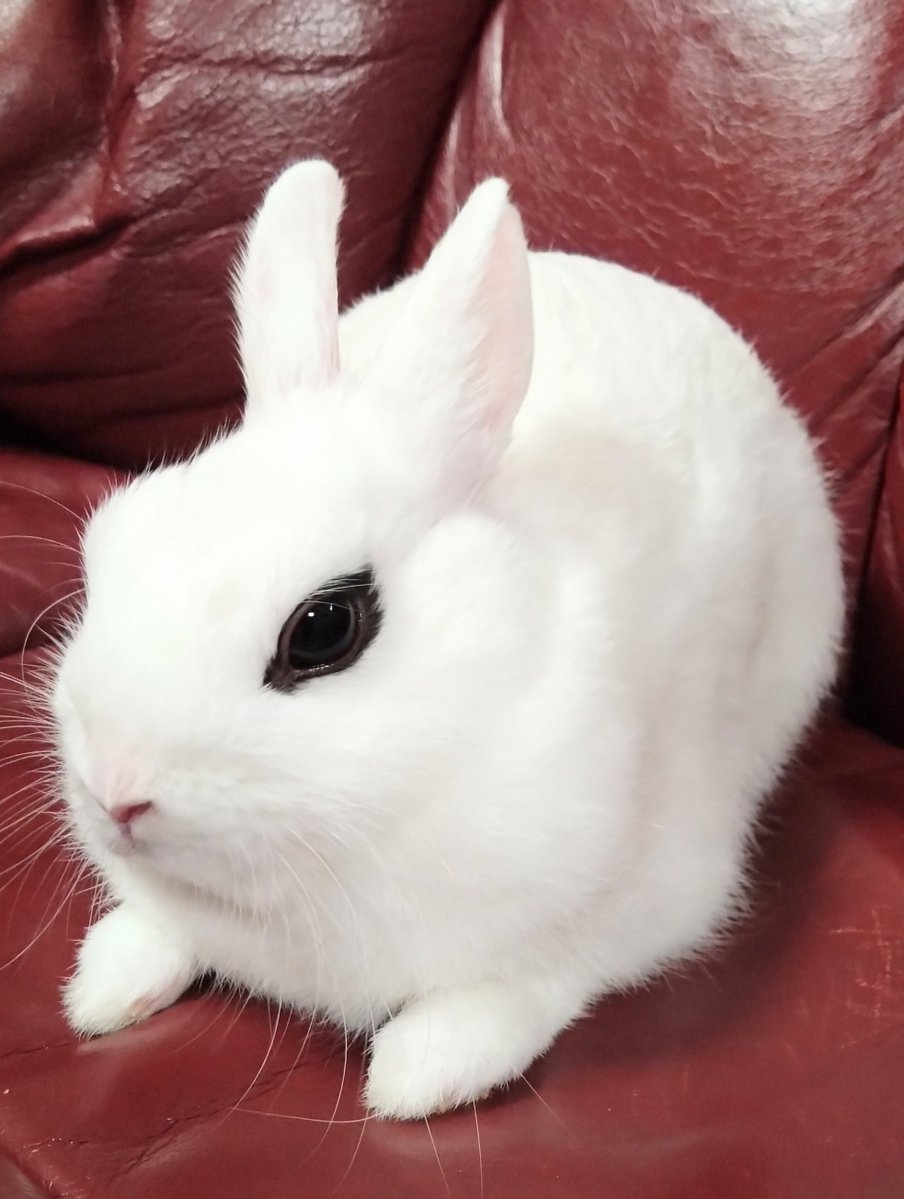 CyokoKinako's tweet photo. 日曜日お疲れ様でした
おやすみなさい🩷🐰
Goodnight🩷🐰
Boa noite🩷🐰
#うさぎ
#Rabbit
#Coelho https://t.co/Hamh89ZW6n