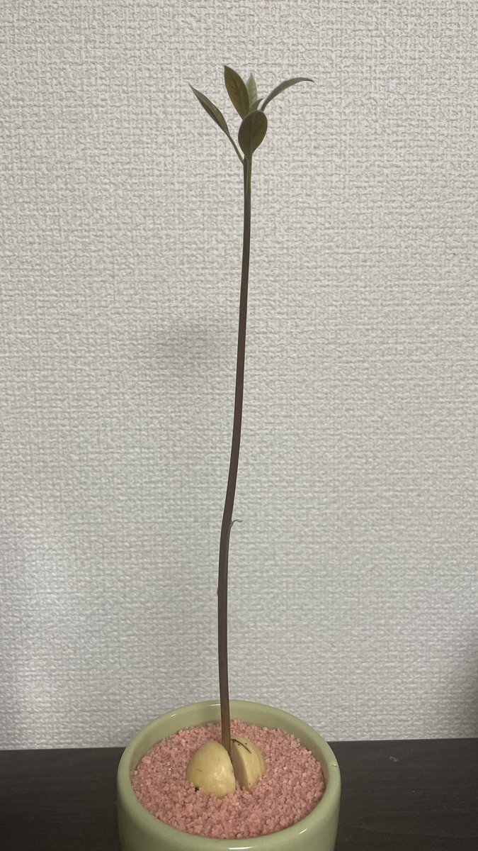 TenZen_CX5_Life's tweet photo. アボカドどこまで伸びるんw
3個種植えて2個発芽したのまぁまぁ植物やるセンスある(慢心) https://t.co/JkYeEhL9gE
