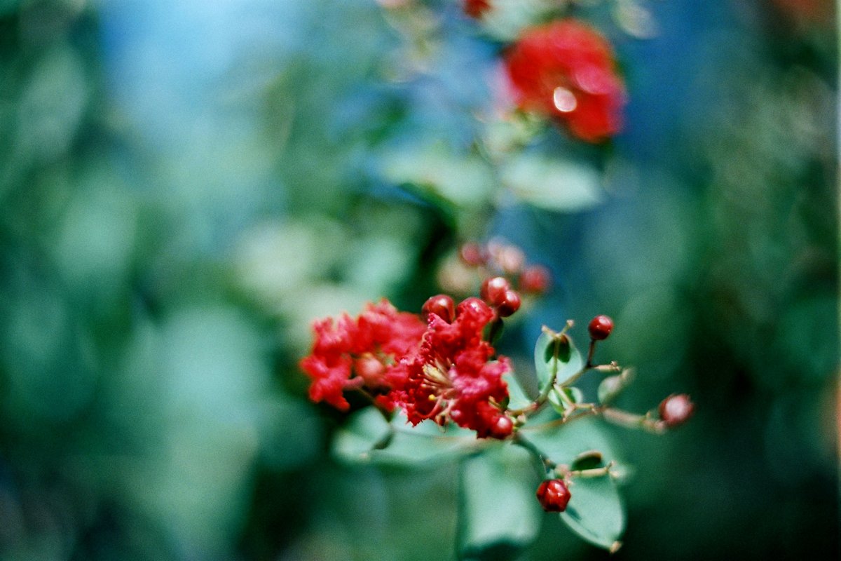 moorchegue's tweet photo. Arterial Splash

OneSec Flux 800T -> Lab

#filmphotography, #filmphoto, #colorfilm, #analog, #analogphotography, #retro, #film, #photography, #red, #burgundy, #flowers, #green, #leaves, #plants, #sky, #contrast, #coloring, #nature, #citynature, #bokeh, #macro https://t.co/GWBCiOfU3s