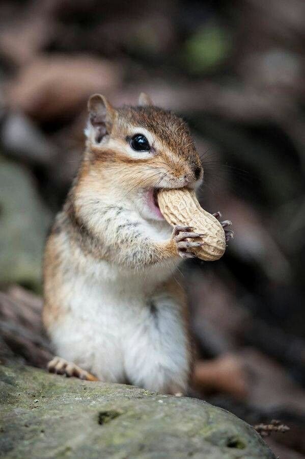 BIASFEROX's tweet photo. Wonhee eats like a 🐿 https://t.co/nBlCYg6ptw