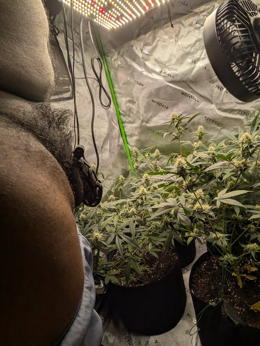 NutRecycler's tweet photo. #CageCheck
#Locktober 4/31 🔐
Nubs &amp; Buds 🌿 https://t.co/VLXCEpiXTc