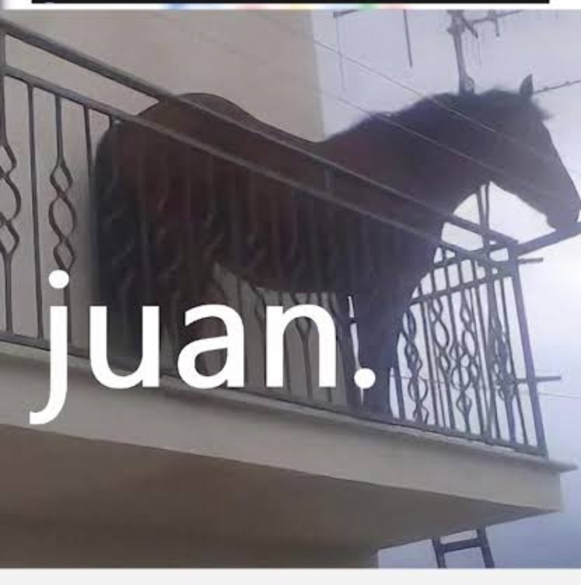 lavilla_enzo's tweet photo. "Si las Mane Six fuera animales"
Mi bro, son ponis, normalmente actuan como animales domesticos (Porque lo son).

Eso si, tienen demasiada personalidad, incluso hay gente que dice que son los seres mas "autistas" del mundo animal. https://t.co/fwUSVDagNJ