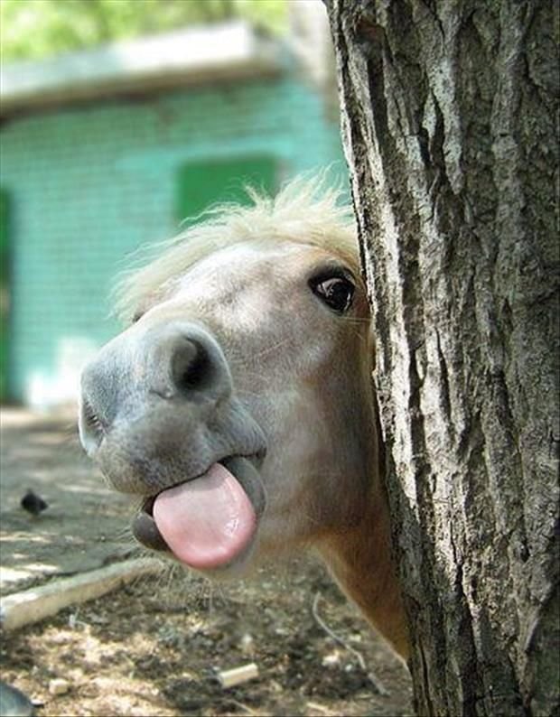 lavilla_enzo's tweet photo. "Si las Mane Six fuera animales"
Mi bro, son ponis, normalmente actuan como animales domesticos (Porque lo son).

Eso si, tienen demasiada personalidad, incluso hay gente que dice que son los seres mas "autistas" del mundo animal. https://t.co/fwUSVDagNJ