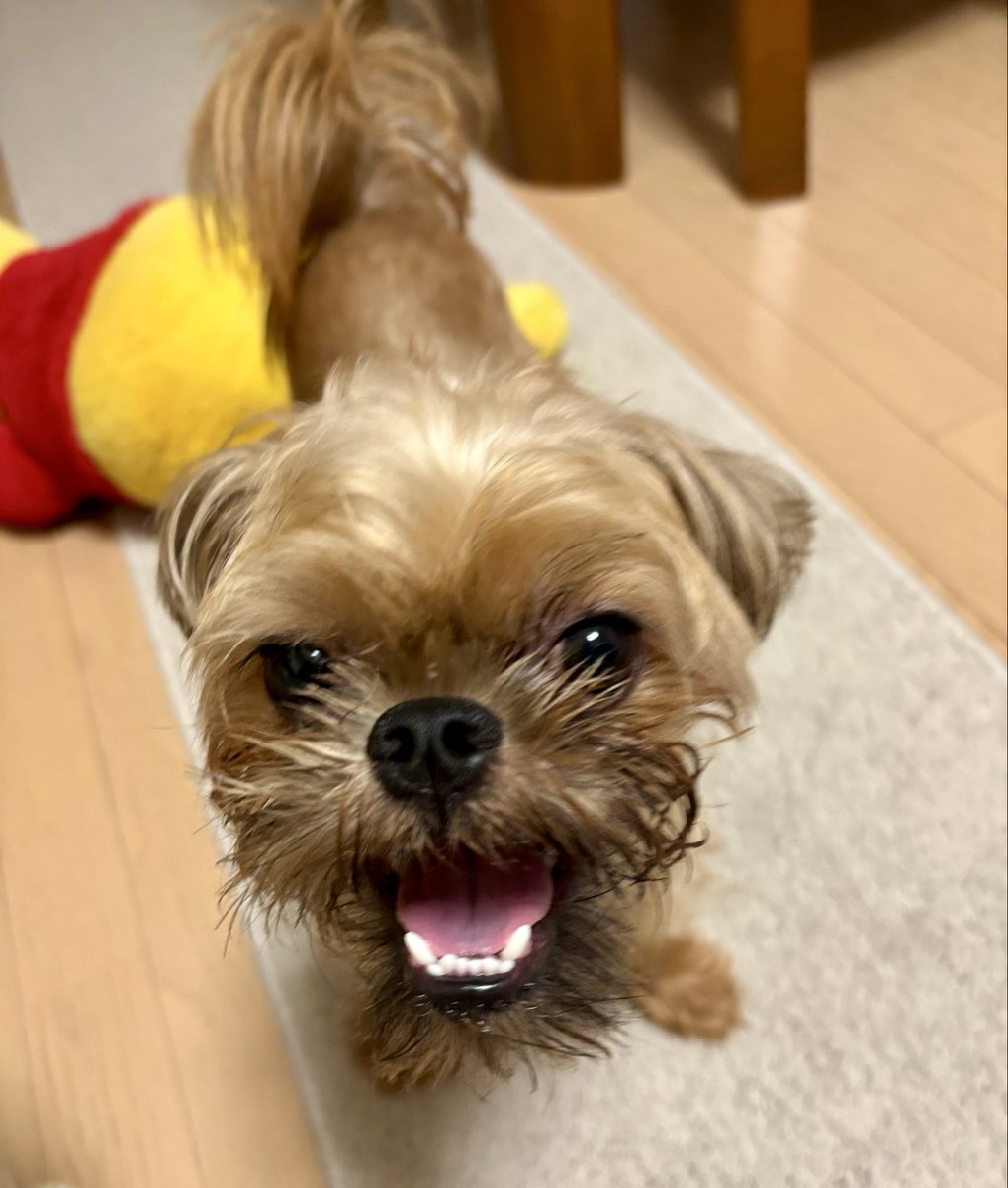 nakky_445's tweet photo. 元気になってきたよー🐶 https://t.co/FFgmKucjzc