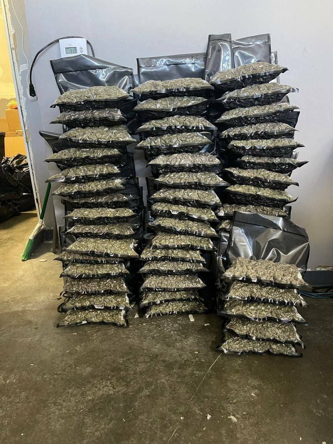 Cannacollectors's tweet photo. FREE BAGS GOIN OUT 

WE ARE SENDING FREE LBS TO OUR FOLLOWERS AND FAMILY 

PICK A NUMBER 1-1000
FOLLOW ME and my backup page @CannaCollectbk @voyagergene
REPOST

https://t.co/heXjPy4oSQ https://t.co/VIkqqPNxRX