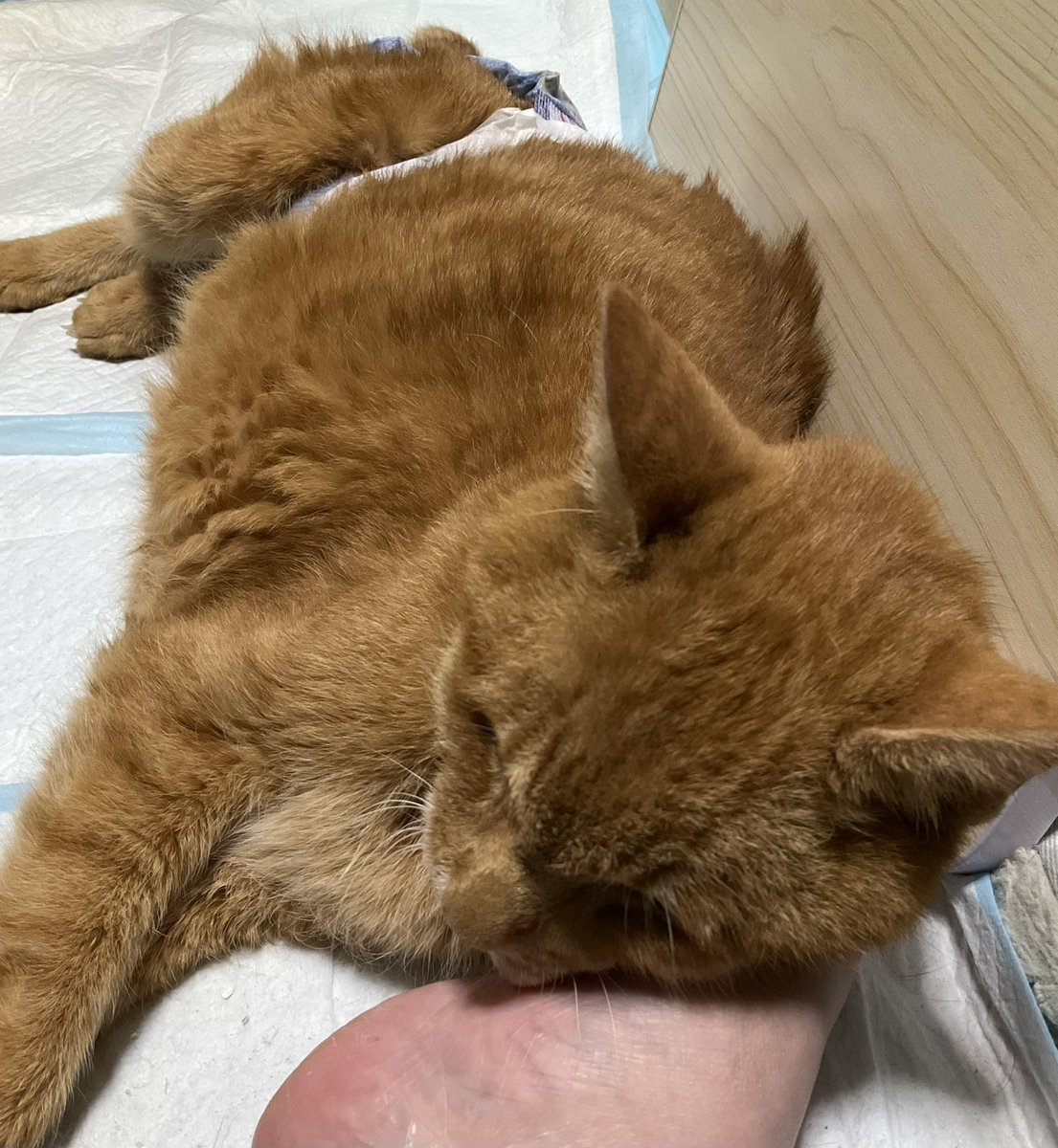 mani2's tweet photo. と思い出したりしています。今はとにかく寂しい…。できることは全部やったなと思えるくらい濃い10か月でした。うちにきてくれてありがとうね。愛してるよよつば https://t.co/5BUdD3ErP5