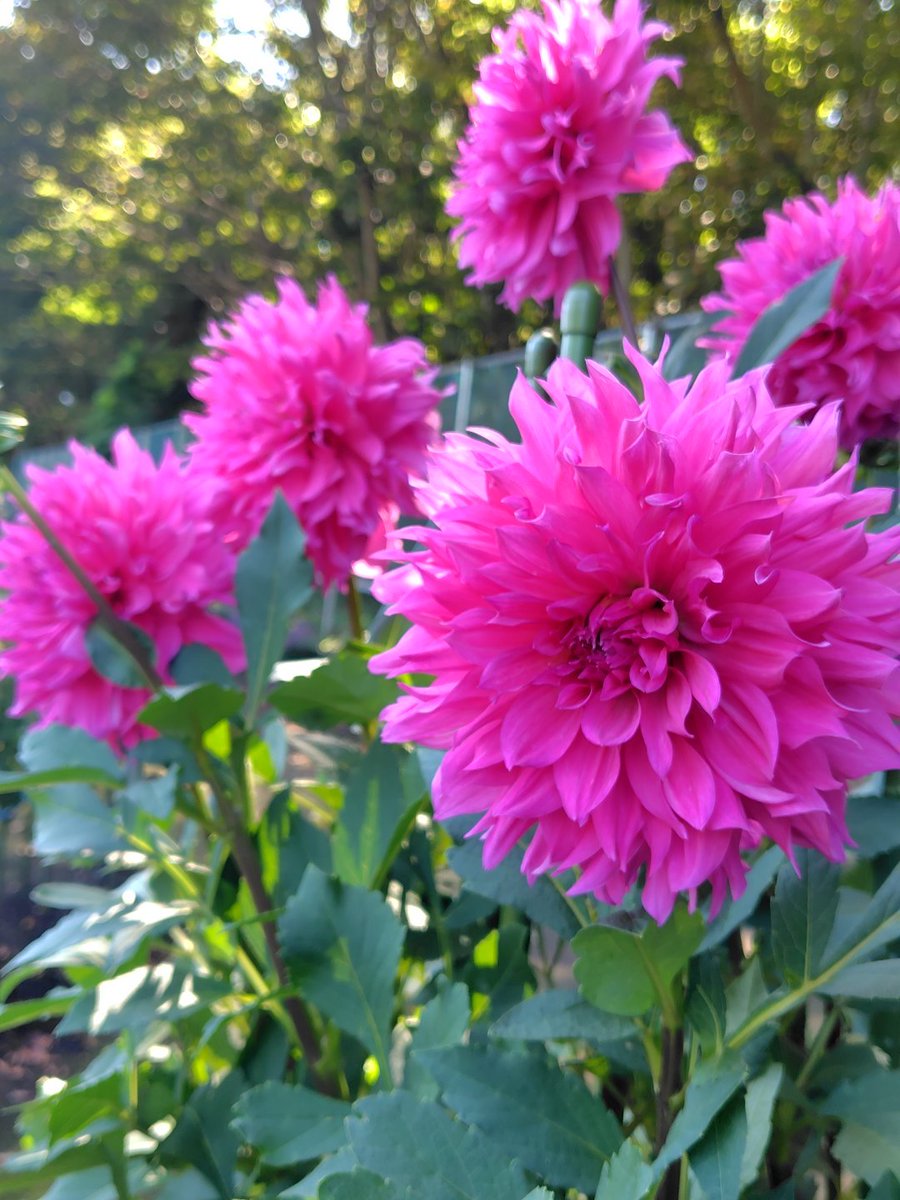 horonu15's tweet photo. #羽生クラスタ植物部8thアニバーサリー
おめでとうごさいます💐

天気や気温などの影響で
植物を育てる大変さを
思いつつ
そこで育つかわいい植物達
や部員の皆様のお花達に癒されています🌹🌻

羽生さんにお花を届けたい想いでこれからも頑張ります
#羽生クラスタ植物部
宜しくお願い致します🌿 https://t.co/rvmY4Yt6vx