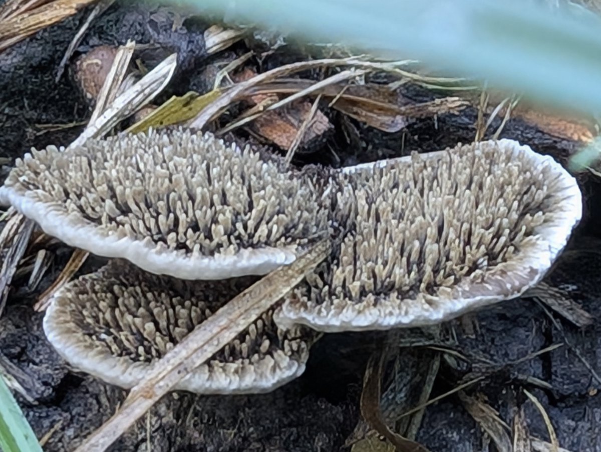 earthlyenhanced's tweet photo. Nature’s coral reef in the mulch. 🍄✨ Finding strange, toothy fungus textures on a morning ground walk never gets old.
#MacroPhotography #NatureDetails #Fungi #Mycology #GroundLevel https://t.co/QLjFWTvXda