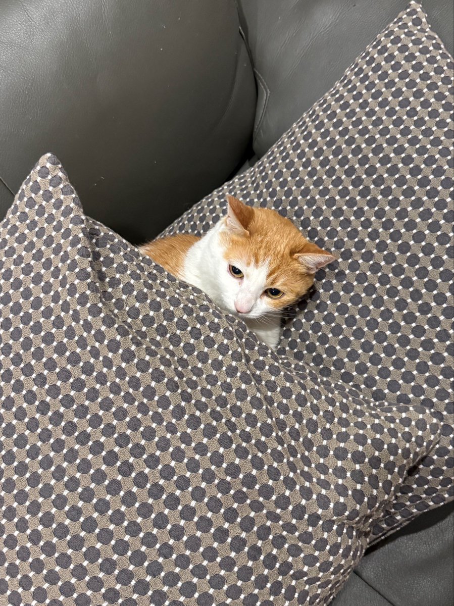 whereisgunny's tweet photo. 고양이가 쿠션에 기대서 자고 있길래 쿠션 하나를 위에 더 올려서 샌드위치 스타일로 만들어 봤어 https://t.co/7hxfb87BY8