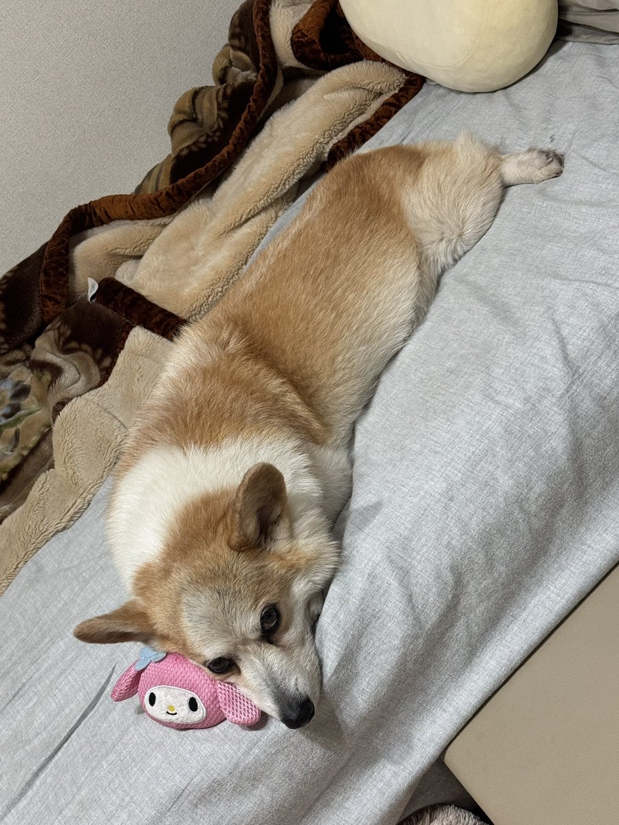 tamomi03's tweet photo. マイメロを守りぬく漢

それお前さんのちゃうのよ https://t.co/9kW9xm8aEl