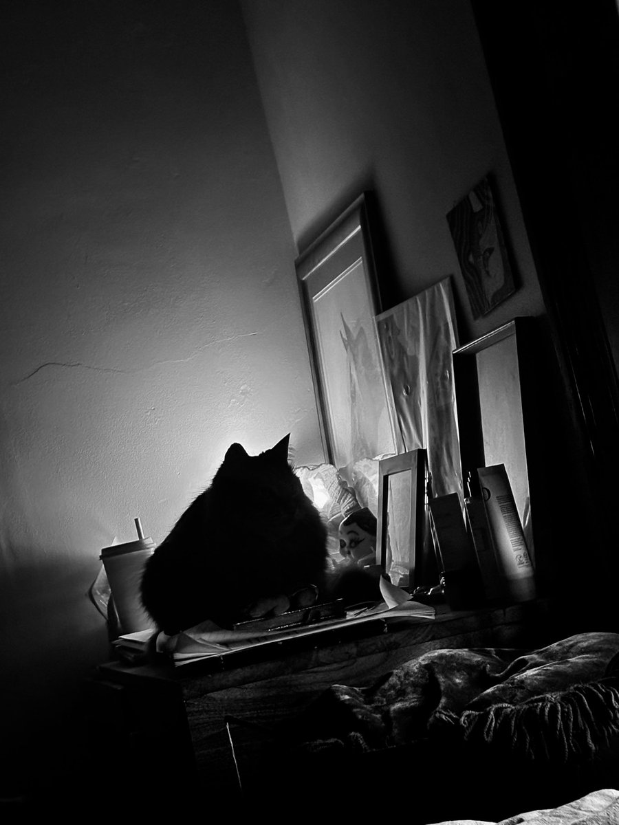 jerry_windmill's tweet photo. @quiet_homeboy Florian is anti-matter black hole cat. What the fuck is that kewpie, by the way? https://t.co/AFQqoKlgke