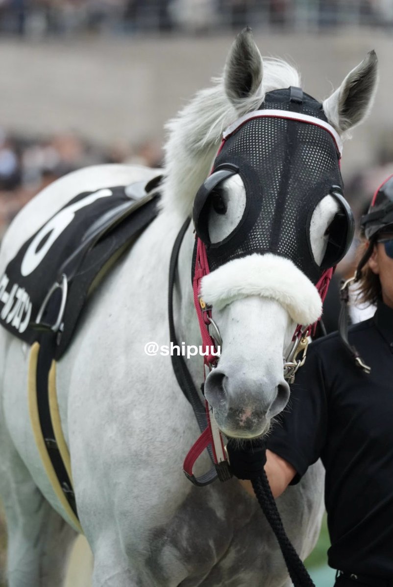 shipuu_'s tweet photo. 26/10/04 東京競馬場　10R 赤富士S

芦毛さん、勝ったよぉぉおおおぉぉ⁽⁽٩(๑˃̶͈̀ ᗨ ˂̶͈́)۶⁾⁾

クールブロンくん、オープン入りです♪
おめでとうございます㊗️

#クールブロン https://t.co/4ngkqehGmn