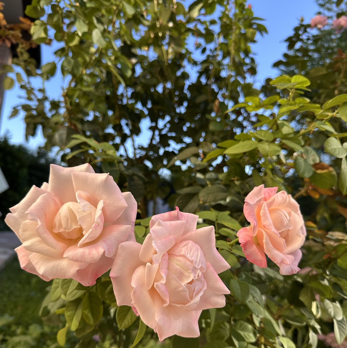 KomadoriK's tweet photo. holidays dissolved—
the woods breathe cool again
three roses, unfazed

#haiku https://t.co/TU93iVdCAx