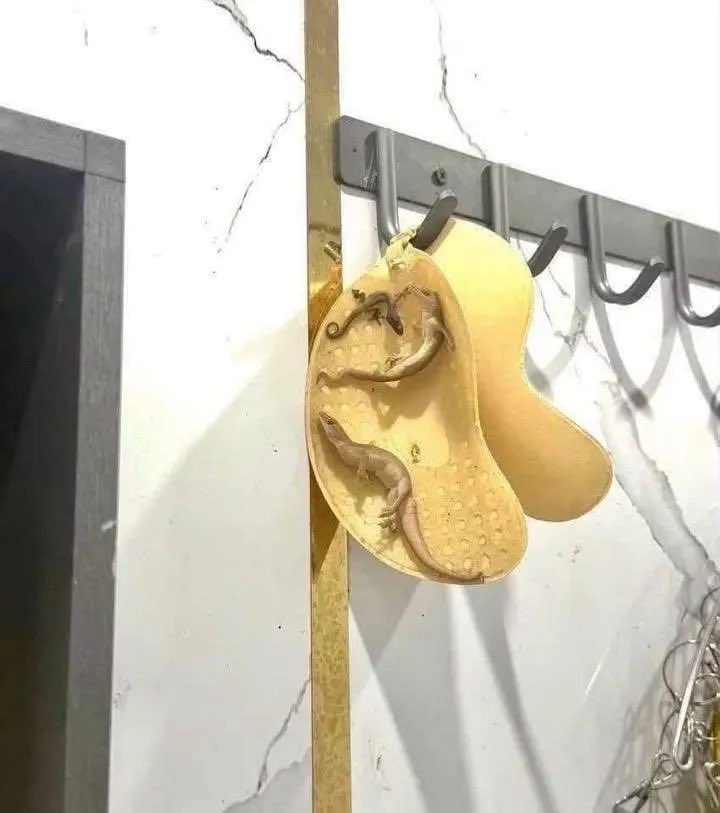Empress_Brymex's tweet photo. Things women do just to look good for men

bought this adhesive bra for extra lift and left it in the bathroom overnight,woke up and this happened 🙂‍↔️
I’m not sure if the glue on the bra is healthy https://t.co/hxlirv062k