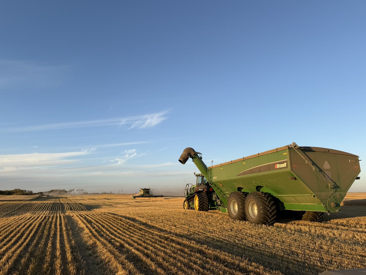 Kotyjo's tweet photo. On the Ag File, we made good progress yesterday and should get all our wheat done today, then back to harvesting canola to finish the year.

To anyone taught or convinced our climate has changed, realize we have four distinct seasons in Canada: spring, summer, fall, and the dreaded Russian winter.

October came in and warm temps are gone. It froze for the first time at night, the wind changed to the NW and blew the leaves away. It's happened the exact same since time began.

Wake the fuck up, it's weather. Some years it snows a few times and one stays. Sometimes it's nice till almost Christmas.

Have a great day, enjoy it. It's just fall in Saskatchewan.