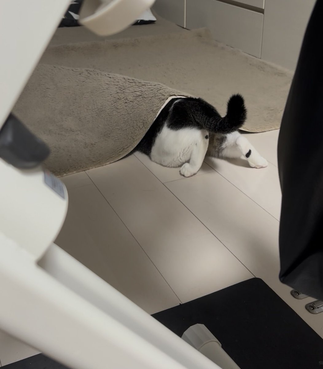 usa20208686's tweet photo. 今日の猫たち https://t.co/2exnZG0pmu