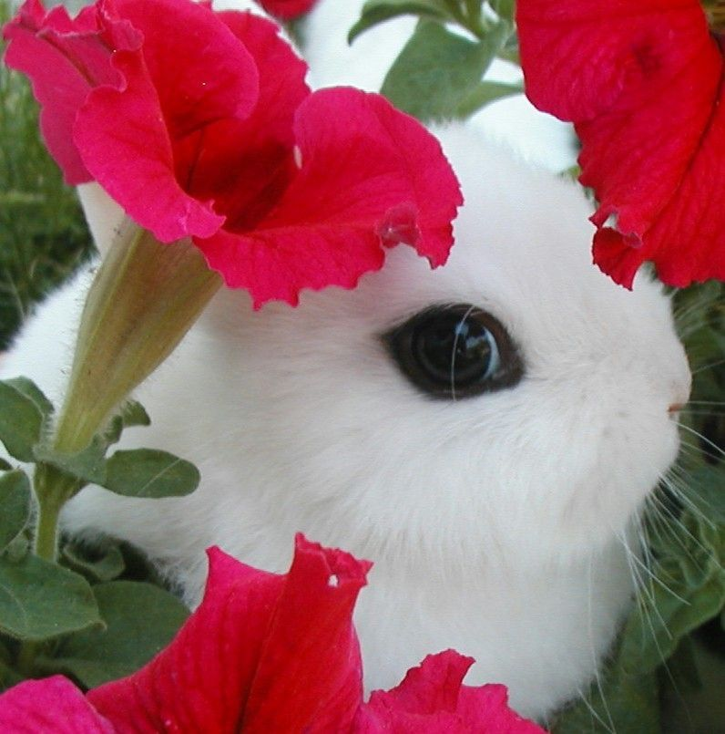 ashyaywoohoo's tweet photo. i am hiding in the flowers come find me https://t.co/neQa688kwb