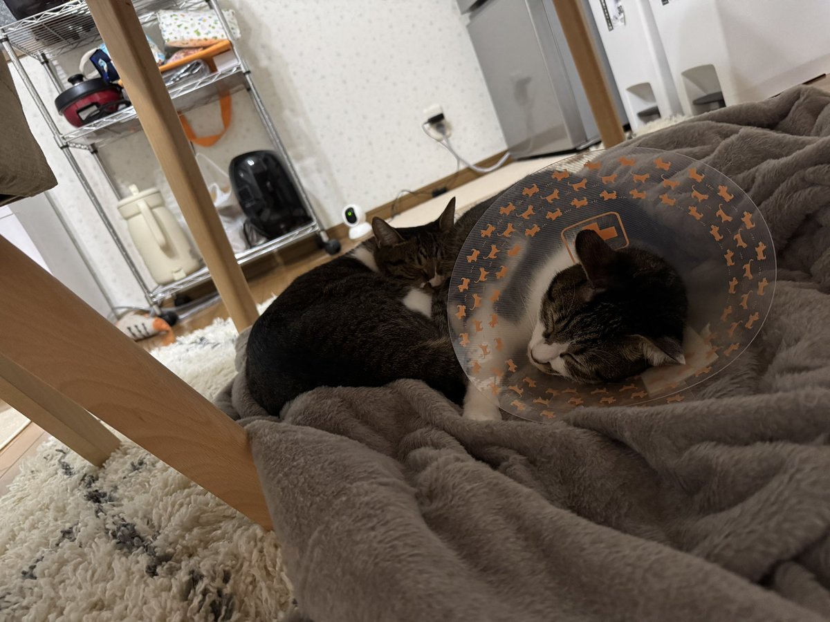 kirushu2's tweet photo. 猫との暮らし2年265日目
毛布の上で寝ているボタン君とイチョウ君。
2匹共気持ちよさそうに寝ている〜😸
#保護猫 #譲渡会 #猫好きさんと繫がりたい  #ねこのいる暮らし https://t.co/fZ8H2hugDX