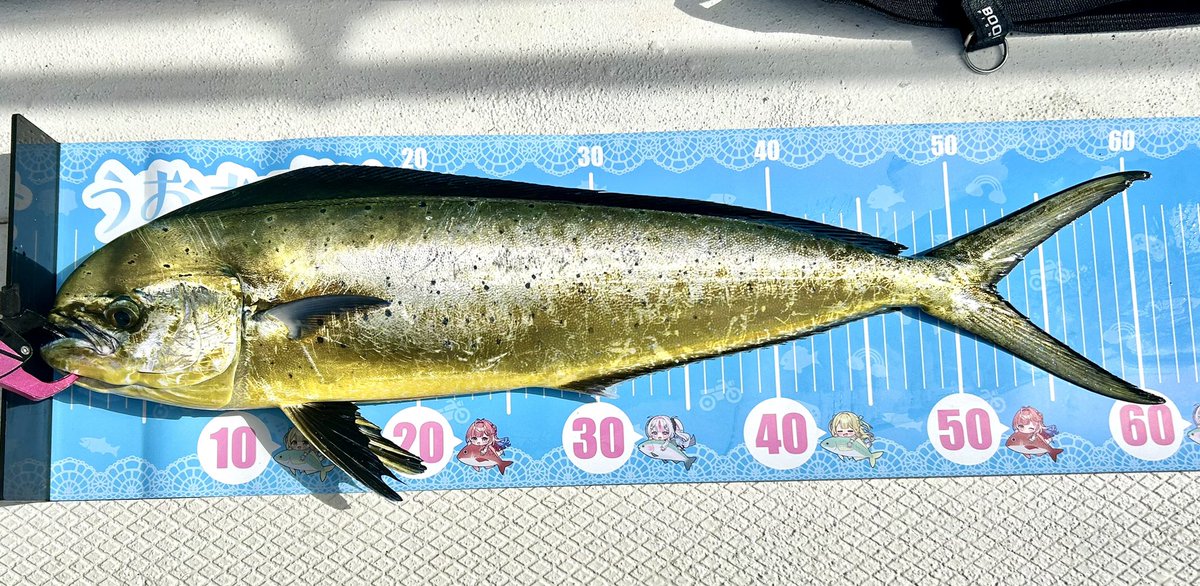 umiasobi315's tweet photo. 今日はヒラメ釣り！🎣
……に行ったはずが、まさかの面白ゲストが来てくれました！✨（めっちゃドラグでた……）
台風前後でうねりがすごくてなかなかうまくアタリが取れなかったのだけ心残り😢

今度はたくさん釣りたい……っ
ヒラメリベンジもう行きたい🔥 https://t.co/KehXuS79V7