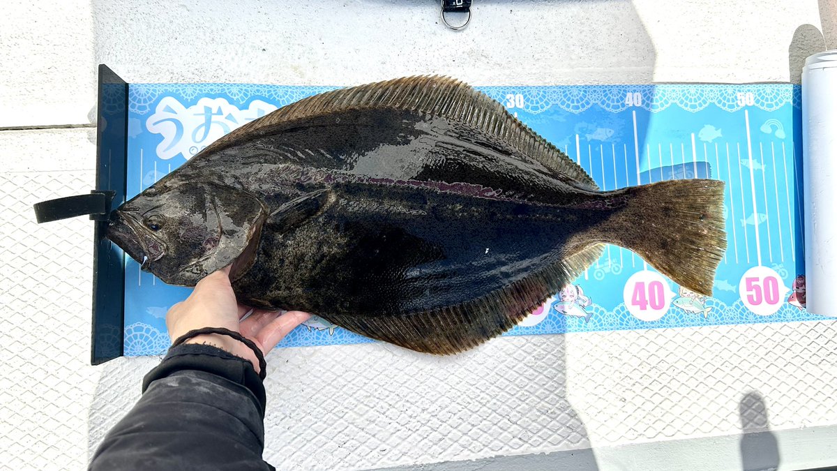 umiasobi315's tweet photo. 今日はヒラメ釣り！🎣
……に行ったはずが、まさかの面白ゲストが来てくれました！✨（めっちゃドラグでた……）
台風前後でうねりがすごくてなかなかうまくアタリが取れなかったのだけ心残り😢

今度はたくさん釣りたい……っ
ヒラメリベンジもう行きたい🔥 https://t.co/KehXuS79V7