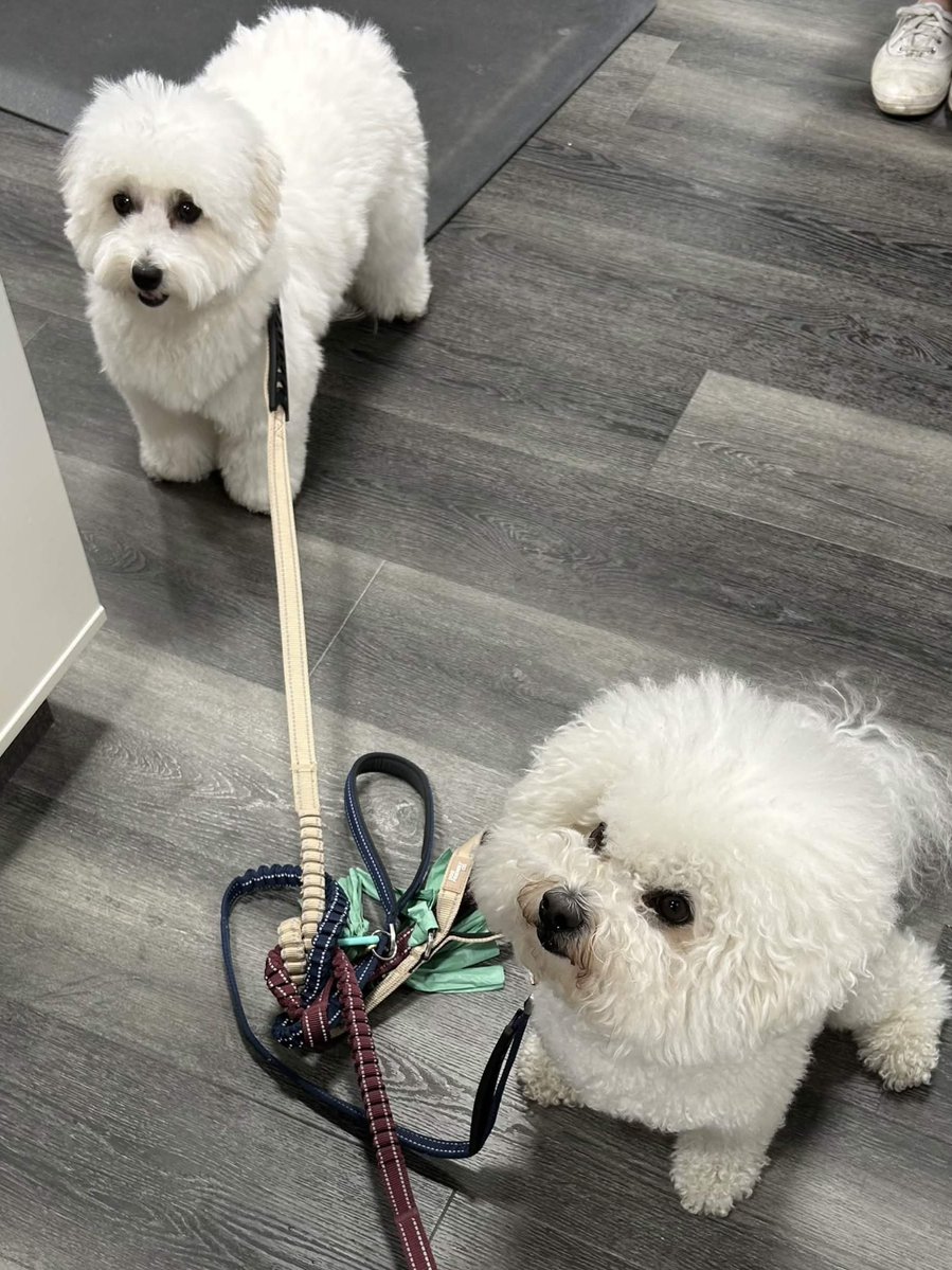 gpfyorkregion's tweet photo. The 3 Amigos!
Here are Ava, the 1yrold
Mika, the 2 yr old with the red leash
And Kirby the 4yr old with the blue leash
Thanks for stopping by our Woodbine & 16th location!
#globalpetfoods #gpfyorkregion #markham #smalldogs #petstore https://t.co/k6P11NQLZd