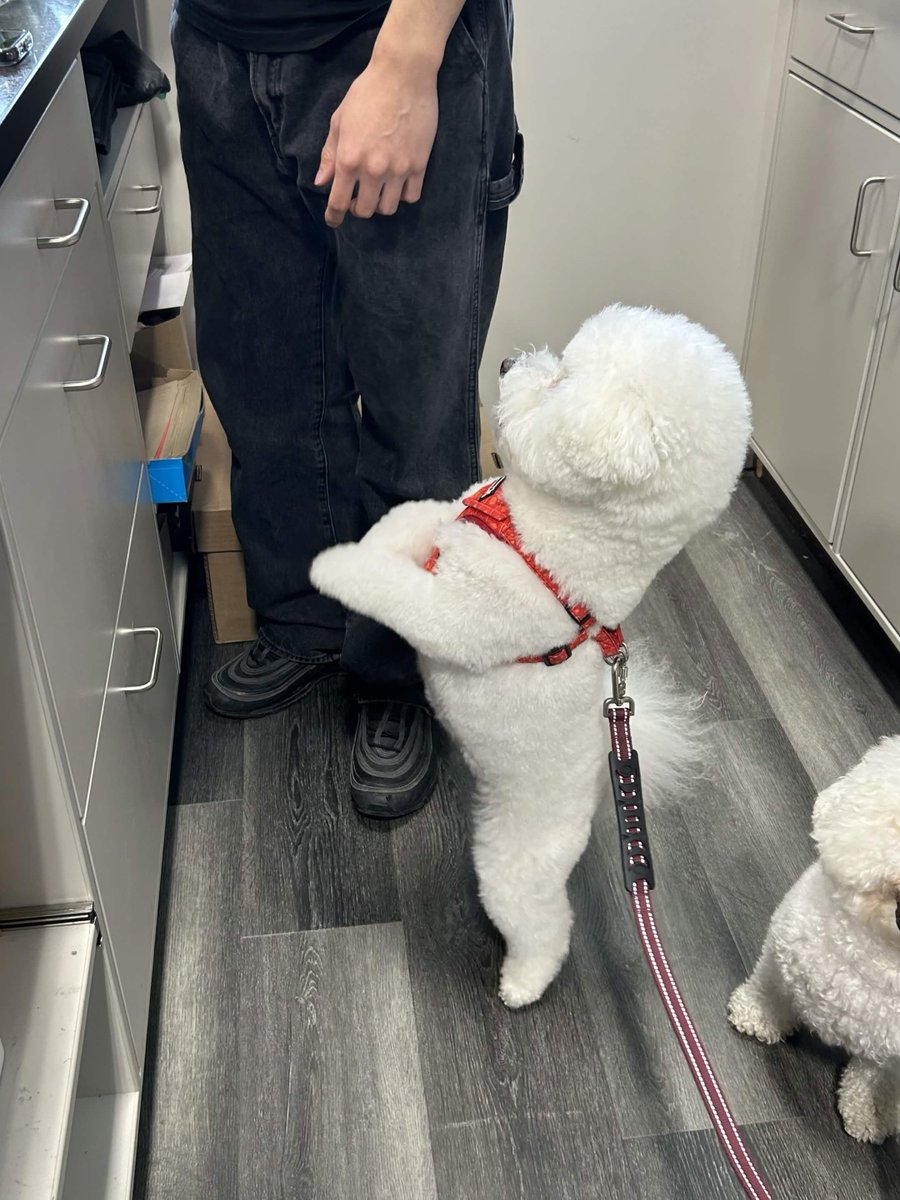 gpfyorkregion's tweet photo. The 3 Amigos!
Here are Ava, the 1yrold
Mika, the 2 yr old with the red leash
And Kirby the 4yr old with the blue leash
Thanks for stopping by our Woodbine & 16th location!
#globalpetfoods #gpfyorkregion #markham #smalldogs #petstore https://t.co/k6P11NQLZd