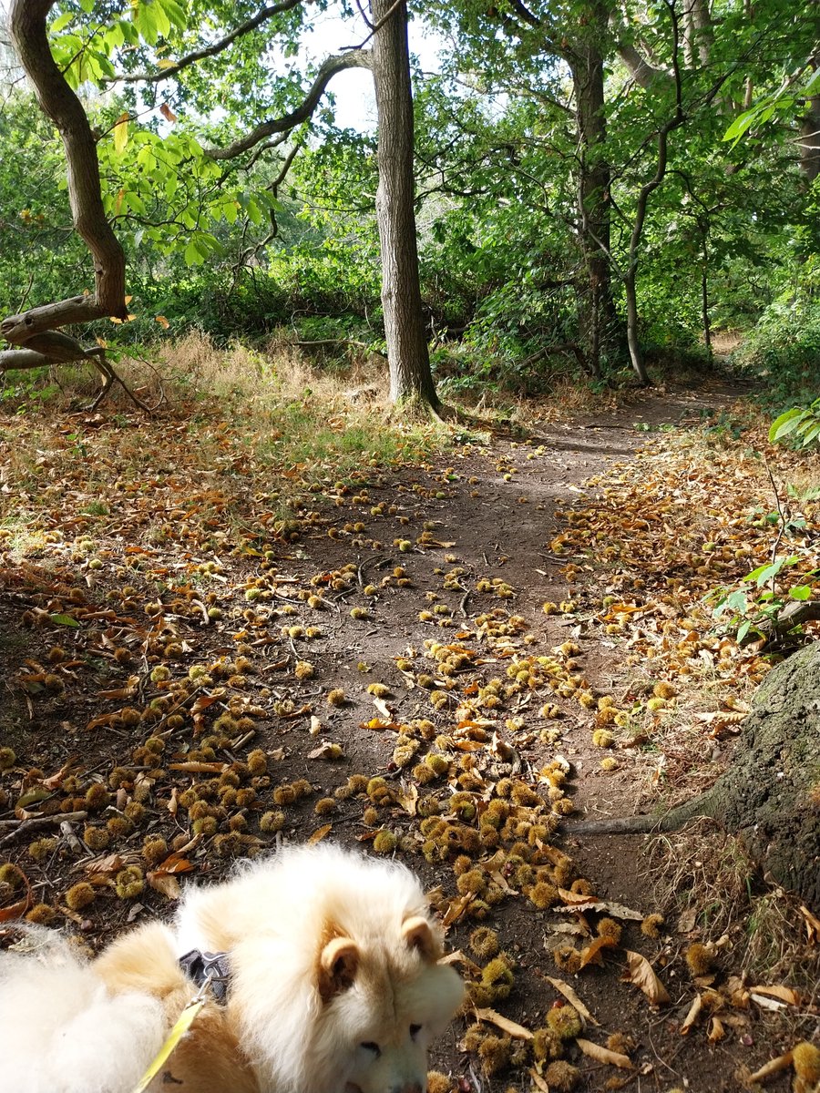 jo_kelllo's tweet photo. More #foraging , pears for jam and it's a great year for chestnuts. https://t.co/o51aSmvrIZ