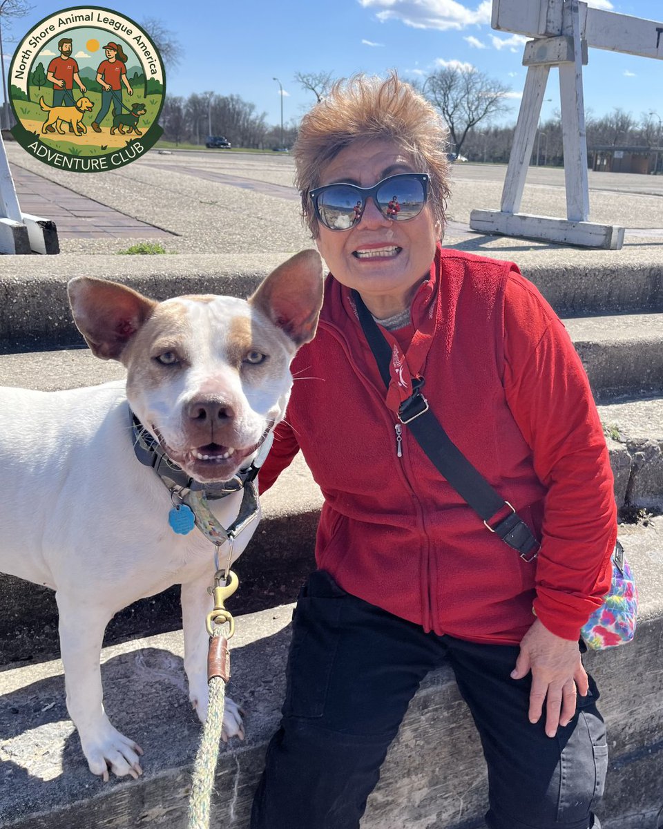 AnimalLeague's tweet photo. Adventure Club days = the BEST days 💛🐾

Volunteer superstars Norma and Deanna recently took Sugar (#G25242) on a beach day adventure, and it was pure joy from start to finish. This 8-year-old Pitbull Terrier mix soaked up every second - rolling in the sand, sprinting along the shoreline, and flashing those big, happy smiles that say this is what life is all about. 🌊☀️

These outings aren’t just fun (though clearly, Sugar would argue they’re very important for that reason alone!) - they give our dogs a chance to decompress, explore the world, and show off who they truly are outside the shelter. And Sugar? She absolutely shines. ✨

Sugar has been with us for a few years and is looking for a very specific - but very special - home. She would do best in an adults-only household where she can take her time warming up to new faces. She prefers to be your one-and-only pet and would thrive in a quieter, non-city environment where she can truly relax. She’s crate trained, knows her basic cues, and has been working hard with our Pet Behavior team to keep building her confidence every day.

Underneath it all, Sugar is exactly what her name promises - sweet, soulful, and so ready to love her person. She just needs someone willing to see her for who she is and give her the chance she deserves. 💕

After a day like this, we know her perfect match is out there… could it be you? If you want to meet Sugar, and potentially take her home, please email RachelH@animalleague.org or visit our Port Washington, NY adoption center! 

#GetYourRescueOn #AdventureClub