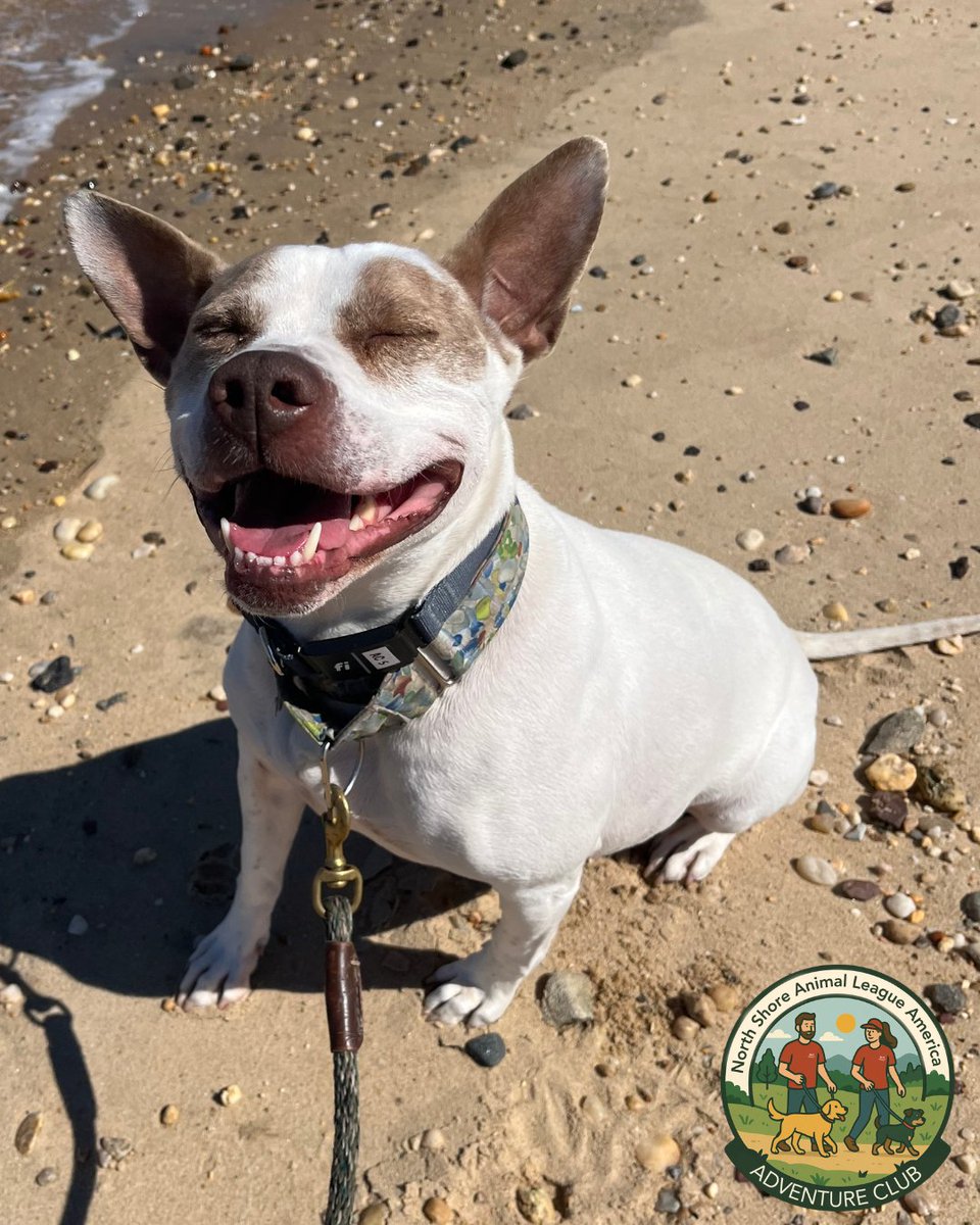 AnimalLeague's tweet photo. Adventure Club days = the BEST days 💛🐾

Volunteer superstars Norma and Deanna recently took Sugar (#G25242) on a beach day adventure, and it was pure joy from start to finish. This 8-year-old Pitbull Terrier mix soaked up every second - rolling in the sand, sprinting along the shoreline, and flashing those big, happy smiles that say this is what life is all about. 🌊☀️

These outings aren’t just fun (though clearly, Sugar would argue they’re very important for that reason alone!) - they give our dogs a chance to decompress, explore the world, and show off who they truly are outside the shelter. And Sugar? She absolutely shines. ✨

Sugar has been with us for a few years and is looking for a very specific - but very special - home. She would do best in an adults-only household where she can take her time warming up to new faces. She prefers to be your one-and-only pet and would thrive in a quieter, non-city environment where she can truly relax. She’s crate trained, knows her basic cues, and has been working hard with our Pet Behavior team to keep building her confidence every day.

Underneath it all, Sugar is exactly what her name promises - sweet, soulful, and so ready to love her person. She just needs someone willing to see her for who she is and give her the chance she deserves. 💕

After a day like this, we know her perfect match is out there… could it be you? If you want to meet Sugar, and potentially take her home, please email RachelH@animalleague.org or visit our Port Washington, NY adoption center! 

#GetYourRescueOn #AdventureClub