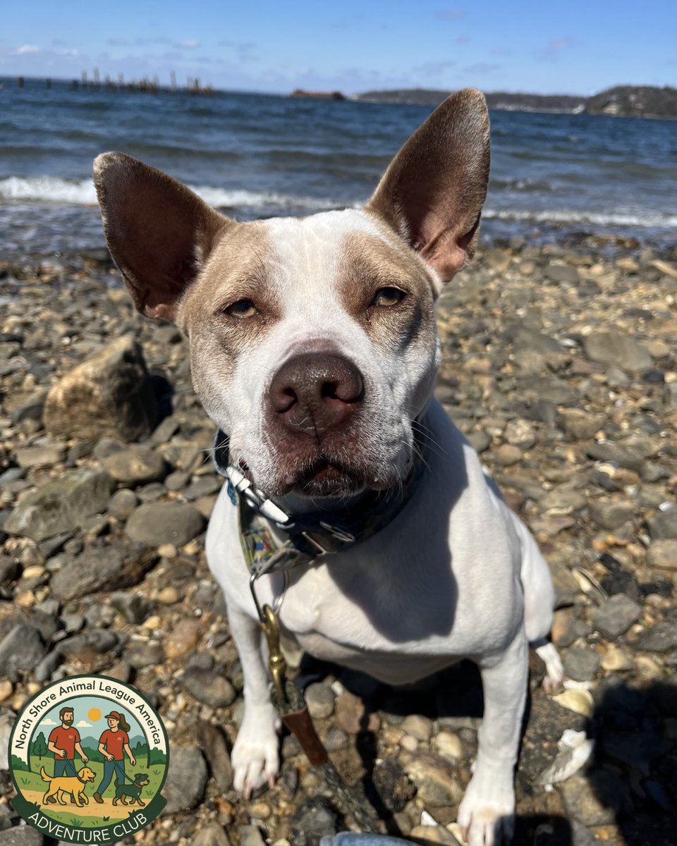 AnimalLeague's tweet photo. Adventure Club days = the BEST days 💛🐾

Volunteer superstars Norma and Deanna recently took Sugar (#G25242) on a beach day adventure, and it was pure joy from start to finish. This 8-year-old Pitbull Terrier mix soaked up every second - rolling in the sand, sprinting along the shoreline, and flashing those big, happy smiles that say this is what life is all about. 🌊☀️

These outings aren’t just fun (though clearly, Sugar would argue they’re very important for that reason alone!) - they give our dogs a chance to decompress, explore the world, and show off who they truly are outside the shelter. And Sugar? She absolutely shines. ✨

Sugar has been with us for a few years and is looking for a very specific - but very special - home. She would do best in an adults-only household where she can take her time warming up to new faces. She prefers to be your one-and-only pet and would thrive in a quieter, non-city environment where she can truly relax. She’s crate trained, knows her basic cues, and has been working hard with our Pet Behavior team to keep building her confidence every day.

Underneath it all, Sugar is exactly what her name promises - sweet, soulful, and so ready to love her person. She just needs someone willing to see her for who she is and give her the chance she deserves. 💕

After a day like this, we know her perfect match is out there… could it be you? If you want to meet Sugar, and potentially take her home, please email RachelH@animalleague.org or visit our Port Washington, NY adoption center! 

#GetYourRescueOn #AdventureClub