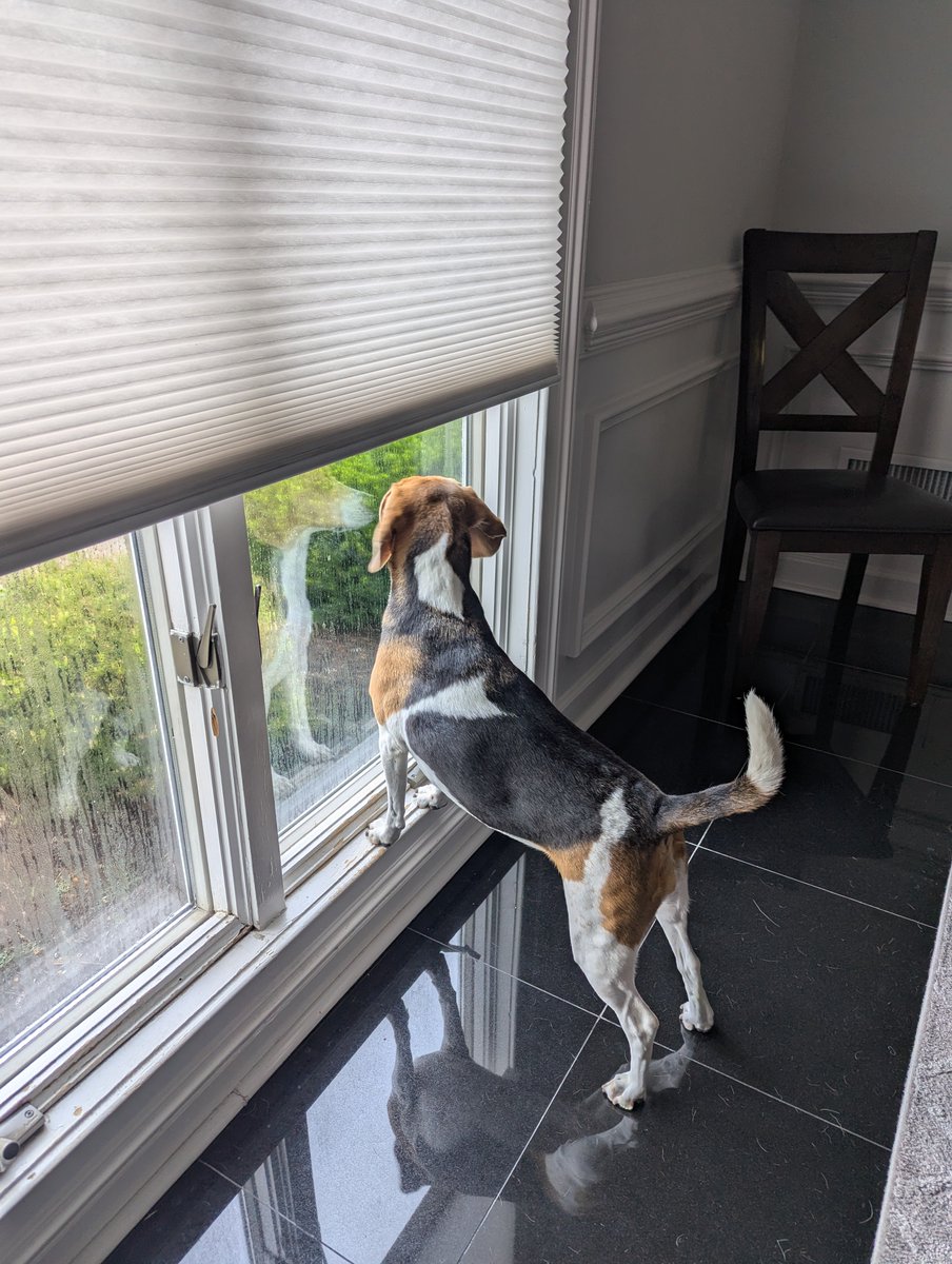BeagleBrigadeGA's tweet photo. The #Sunday patrol shift is in full force!

✅ Deer
✅ Neighbor's cat 😺 
✅ Squirrels
✅ Amazon Delivery

Aroooooo
#Beagles
Reesy 👑 https://t.co/avKZDdGoXl