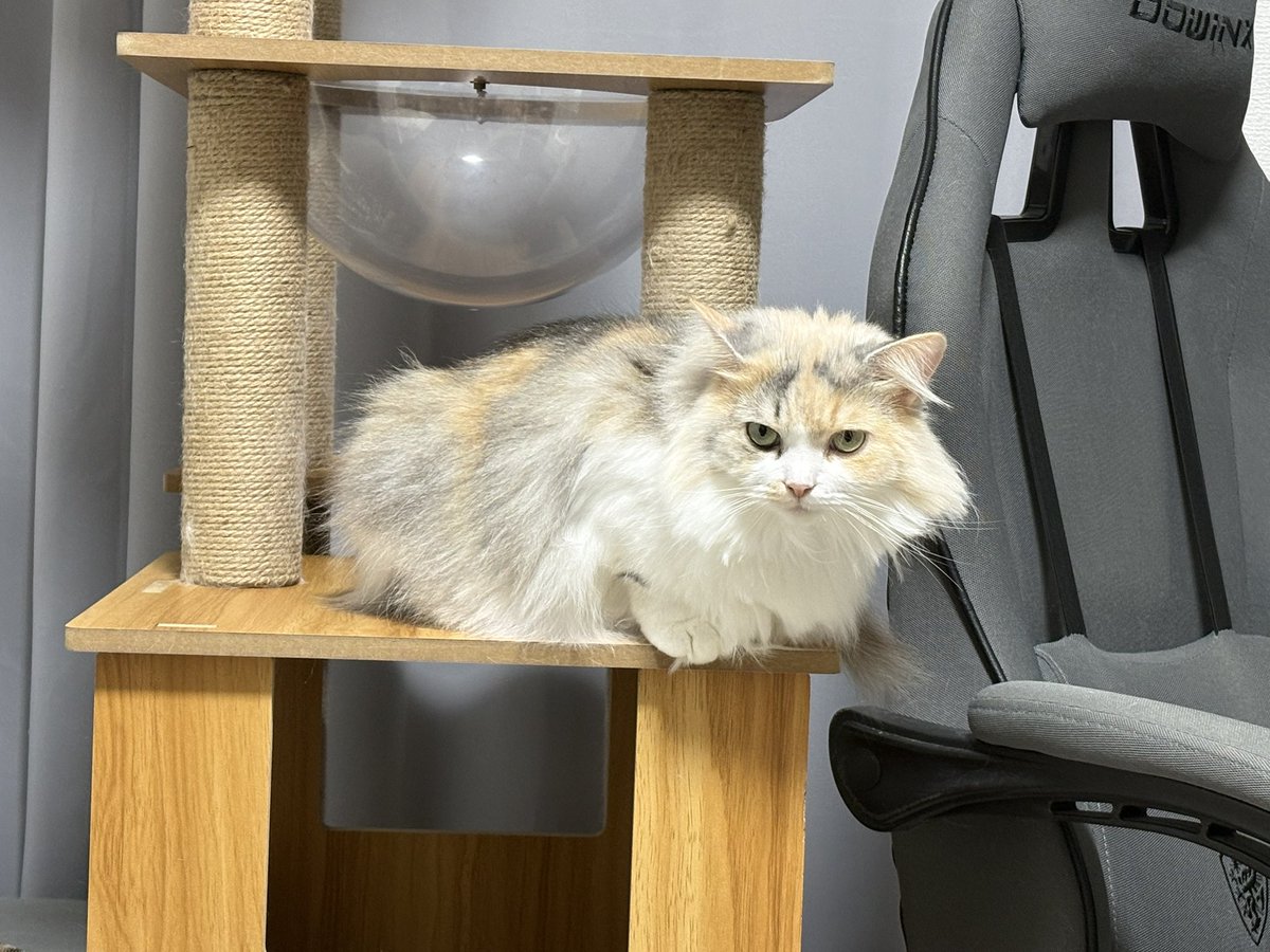 LICO_Dailycat's tweet photo. 風邪飼い主を見守ってくれている https://t.co/wG5D1cPgek