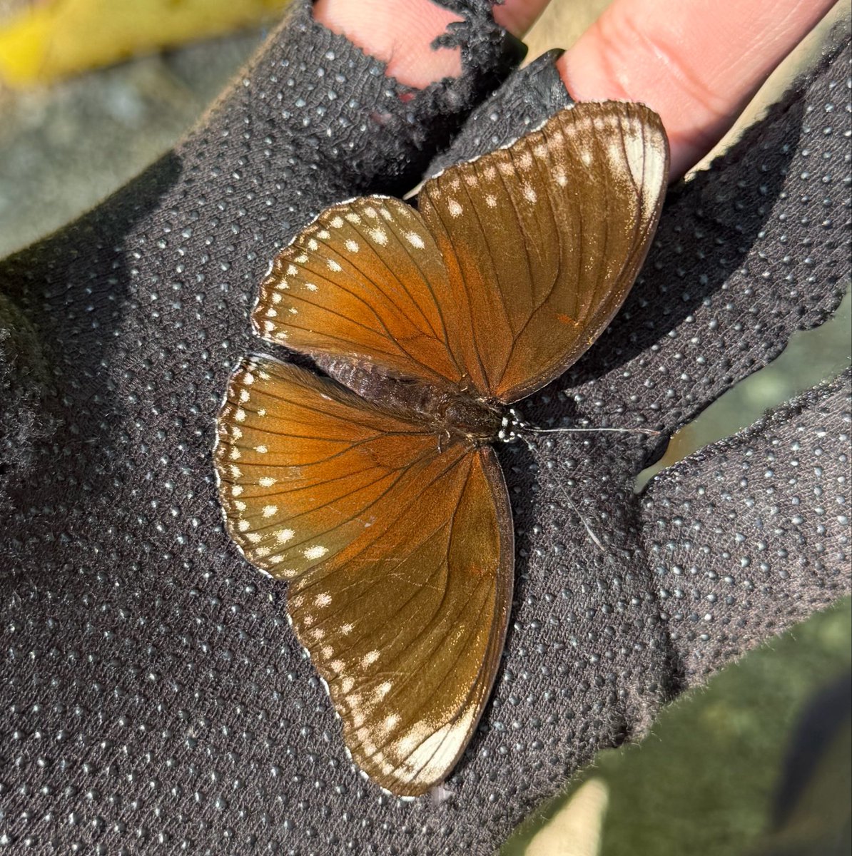 koki112420's tweet photo. ヤエヤマムラサキ

秋に石垣島へ行くのは今年が初めてだった為まともに採集できたことがなかった種。
撮影と採集を満足いくまで楽しめたのでとても良かった。 https://t.co/TYVgtxAGBV