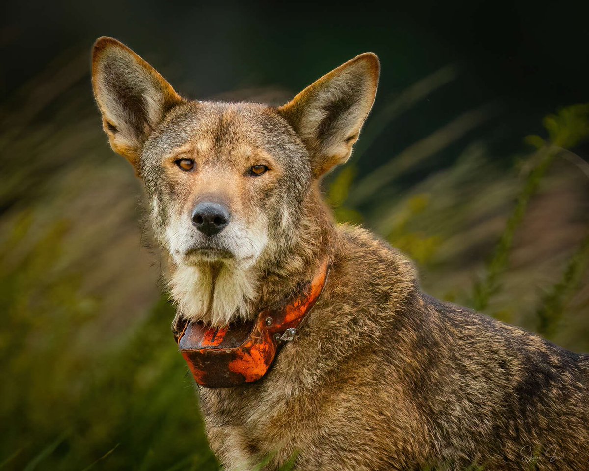 StoriesBySammi's tweet photo. His name is Finch. He's about 10 years old, born in captivity, released into the wild in 2024. He's since fathered three litters of pups.

He's also one of fewer than 40 red wolves left on the entire planet, 22 known, collared adults plus 12 to 16 surviving pups from this year's litters. Every single one lives in one place: eastern North Carolina's Albemarle Peninsula, in and around the Alligator River and Pocosin Lakes refuges.

Wildlife photographer Shannon Emmel went looking for them anyway. She spotted one in the distance, zoomed in, and realized what she was looking at. Red wolves live in tight family packs, a breeding pair and their pups from different years, so spotting one alone like this is rare on its own.

Emmel's own words: "He nonchalantly popped out of the field close to us. My reaction? Overwhelming awe, the experience is surreal. They are absolutely amazing. I know my photos give the impression they are easy to see, but they're actually very hard to find, so I consider myself extremely lucky."

This summer, one of the few wild red wolves left was killed by a vehicle strike. Car strikes are the leading cause of red wolf deaths.

There's a known fix: wildlife crossings, bridges or tunnels built specifically so animals can cross without ever touching the road. This project uses underpasses.

Wildlife crossings don't just protect the wolves. They protect drivers too, these same collisions injure and kill people, not just the animals they hit.

Here’s the good news: all $31.25 million needed for 11 wildlife passages along the highway that cuts through their refuge is already secured. The money’s there. Design is underway. Construction is expected to start in 2028. It’s slow, but it’s coming, and it’s already paid for.

Here's what you can do now: North Carolina lawmakers are weighing a bill for a Red Wolf license plate. Tell them you support it and think it's a great way to celebrate red wolves' comeback while investing in their future. 

Link is in the first reply.👇 

📷 Shannon Emmel    #DemsUnited