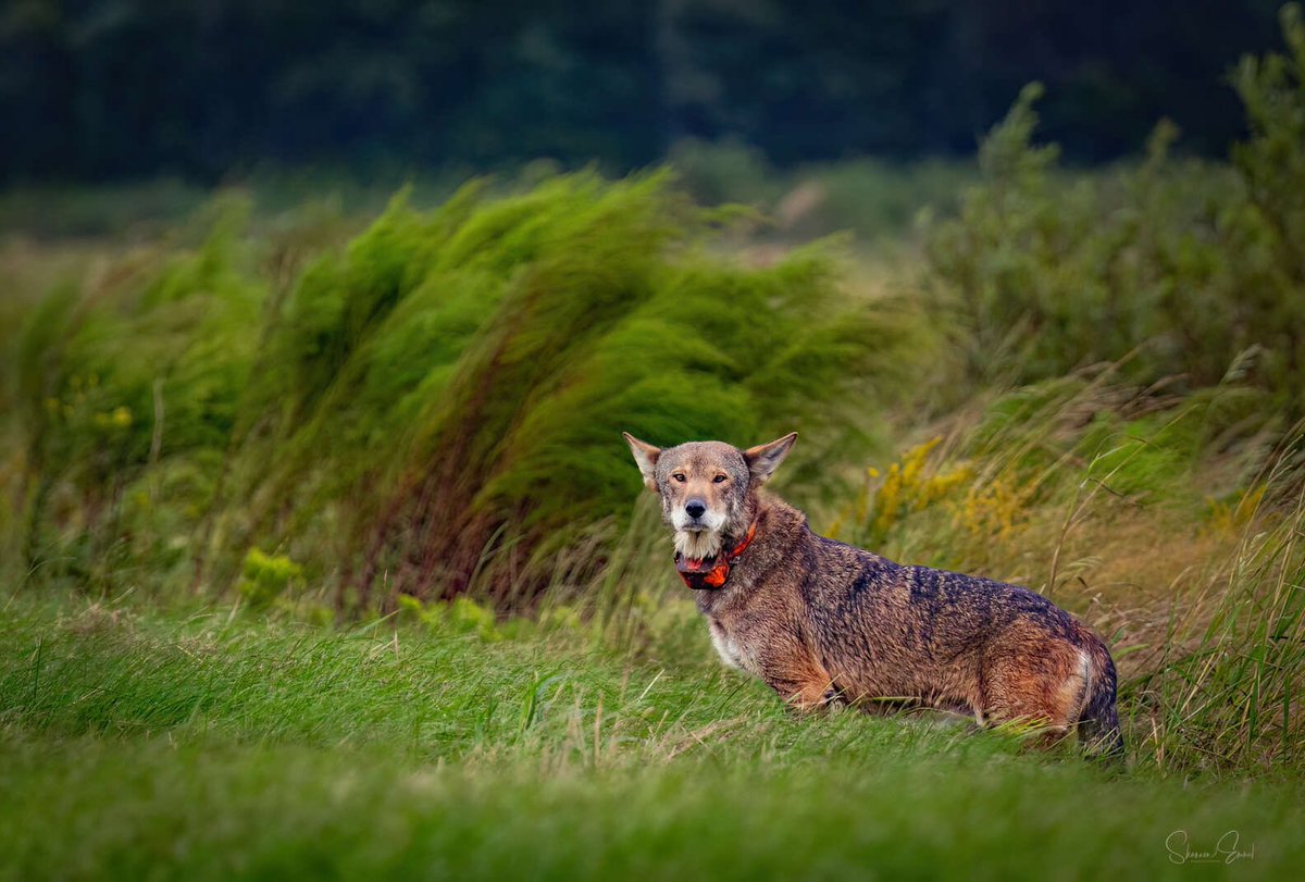 StoriesBySammi's tweet photo. His name is Finch. He's about 10 years old, born in captivity, released into the wild in 2024. He's since fathered three litters of pups.

He's also one of fewer than 40 red wolves left on the entire planet, 22 known, collared adults plus 12 to 16 surviving pups from this year's litters. Every single one lives in one place: eastern North Carolina's Albemarle Peninsula, in and around the Alligator River and Pocosin Lakes refuges.

Wildlife photographer Shannon Emmel went looking for them anyway. She spotted one in the distance, zoomed in, and realized what she was looking at. Red wolves live in tight family packs, a breeding pair and their pups from different years, so spotting one alone like this is rare on its own.

Emmel's own words: "He nonchalantly popped out of the field close to us. My reaction? Overwhelming awe, the experience is surreal. They are absolutely amazing. I know my photos give the impression they are easy to see, but they're actually very hard to find, so I consider myself extremely lucky."

This summer, one of the few wild red wolves left was killed by a vehicle strike. Car strikes are the leading cause of red wolf deaths.

There's a known fix: wildlife crossings, bridges or tunnels built specifically so animals can cross without ever touching the road. This project uses underpasses.

Wildlife crossings don't just protect the wolves. They protect drivers too, these same collisions injure and kill people, not just the animals they hit.

Here’s the good news: all $31.25 million needed for 11 wildlife passages along the highway that cuts through their refuge is already secured. The money’s there. Design is underway. Construction is expected to start in 2028. It’s slow, but it’s coming, and it’s already paid for.

Here's what you can do now: North Carolina lawmakers are weighing a bill for a Red Wolf license plate. Tell them you support it and think it's a great way to celebrate red wolves' comeback while investing in their future. 

Link is in the first reply.👇 

📷 Shannon Emmel    #DemsUnited