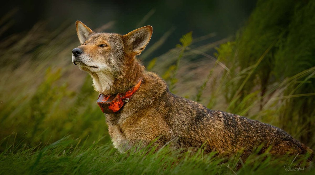 StoriesBySammi's tweet photo. His name is Finch. He's about 10 years old, born in captivity, released into the wild in 2024. He's since fathered three litters of pups.

He's also one of fewer than 40 red wolves left on the entire planet, 22 known, collared adults plus 12 to 16 surviving pups from this year's litters. Every single one lives in one place: eastern North Carolina's Albemarle Peninsula, in and around the Alligator River and Pocosin Lakes refuges.

Wildlife photographer Shannon Emmel went looking for them anyway. She spotted one in the distance, zoomed in, and realized what she was looking at. Red wolves live in tight family packs, a breeding pair and their pups from different years, so spotting one alone like this is rare on its own.

Emmel's own words: "He nonchalantly popped out of the field close to us. My reaction? Overwhelming awe, the experience is surreal. They are absolutely amazing. I know my photos give the impression they are easy to see, but they're actually very hard to find, so I consider myself extremely lucky."

This summer, one of the few wild red wolves left was killed by a vehicle strike. Car strikes are the leading cause of red wolf deaths.

There's a known fix: wildlife crossings, bridges or tunnels built specifically so animals can cross without ever touching the road. This project uses underpasses.

Wildlife crossings don't just protect the wolves. They protect drivers too, these same collisions injure and kill people, not just the animals they hit.

Here’s the good news: all $31.25 million needed for 11 wildlife passages along the highway that cuts through their refuge is already secured. The money’s there. Design is underway. Construction is expected to start in 2028. It’s slow, but it’s coming, and it’s already paid for.

Here's what you can do now: North Carolina lawmakers are weighing a bill for a Red Wolf license plate. Tell them you support it and think it's a great way to celebrate red wolves' comeback while investing in their future. 

Link is in the first reply.👇 

📷 Shannon Emmel    #DemsUnited