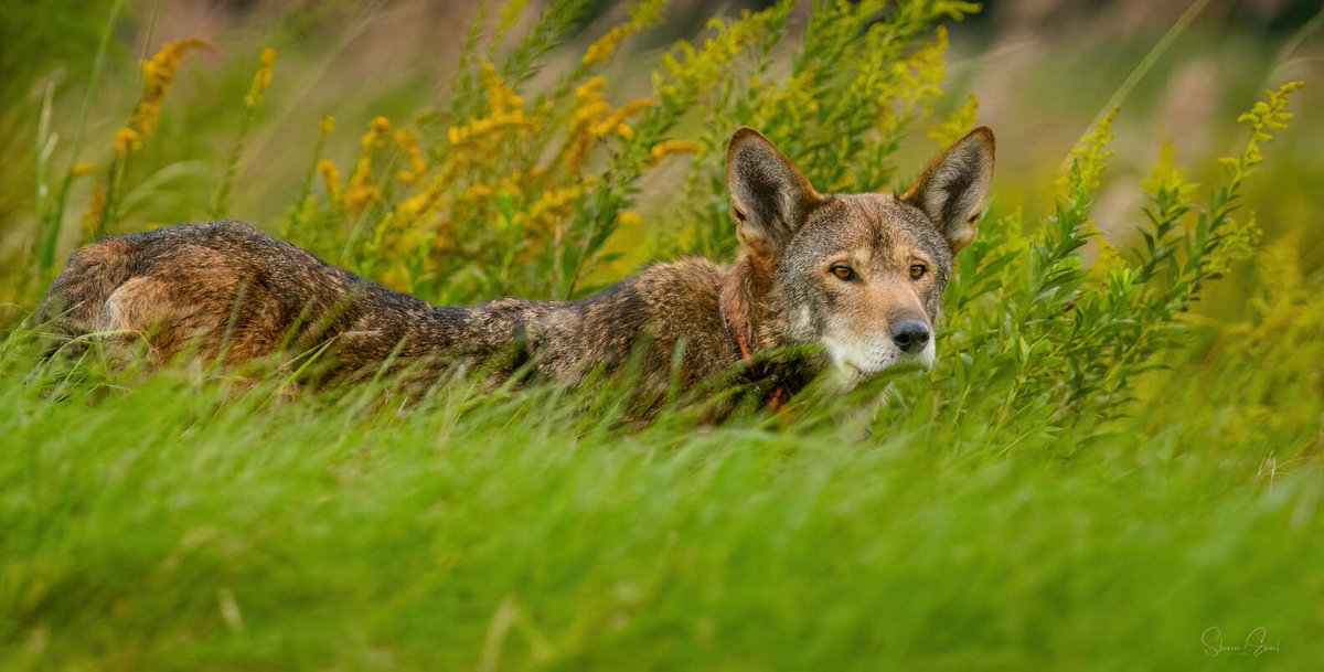 StoriesBySammi's tweet photo. His name is Finch. He's about 10 years old, born in captivity, released into the wild in 2024. He's since fathered three litters of pups.

He's also one of fewer than 40 red wolves left on the entire planet, 22 known, collared adults plus 12 to 16 surviving pups from this year's litters. Every single one lives in one place: eastern North Carolina's Albemarle Peninsula, in and around the Alligator River and Pocosin Lakes refuges.

Wildlife photographer Shannon Emmel went looking for them anyway. She spotted one in the distance, zoomed in, and realized what she was looking at. Red wolves live in tight family packs, a breeding pair and their pups from different years, so spotting one alone like this is rare on its own.

Emmel's own words: "He nonchalantly popped out of the field close to us. My reaction? Overwhelming awe, the experience is surreal. They are absolutely amazing. I know my photos give the impression they are easy to see, but they're actually very hard to find, so I consider myself extremely lucky."

This summer, one of the few wild red wolves left was killed by a vehicle strike. Car strikes are the leading cause of red wolf deaths.

There's a known fix: wildlife crossings, bridges or tunnels built specifically so animals can cross without ever touching the road. This project uses underpasses.

Wildlife crossings don't just protect the wolves. They protect drivers too, these same collisions injure and kill people, not just the animals they hit.

Here’s the good news: all $31.25 million needed for 11 wildlife passages along the highway that cuts through their refuge is already secured. The money’s there. Design is underway. Construction is expected to start in 2028. It’s slow, but it’s coming, and it’s already paid for.

Here's what you can do now: North Carolina lawmakers are weighing a bill for a Red Wolf license plate. Tell them you support it and think it's a great way to celebrate red wolves' comeback while investing in their future. 

Link is in the first reply.👇 

📷 Shannon Emmel    #DemsUnited
