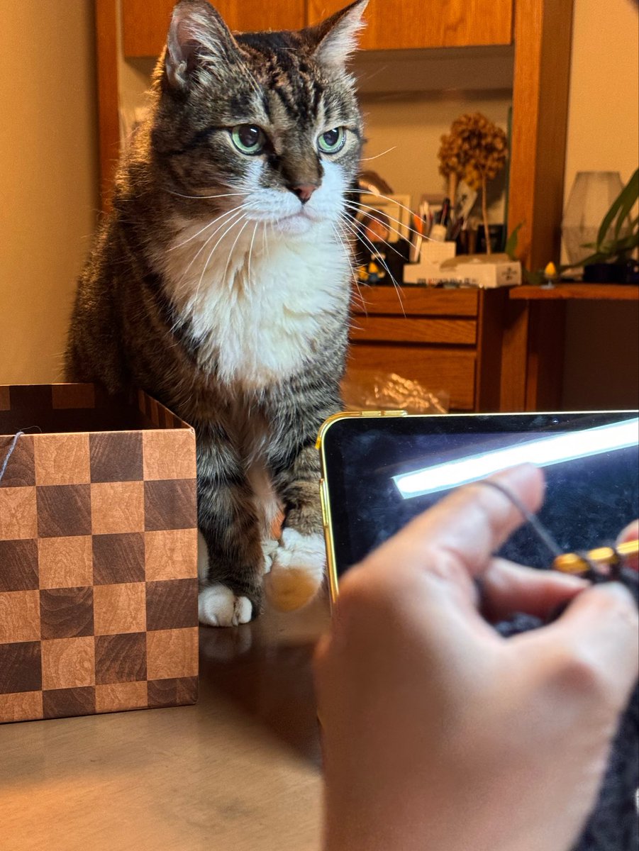 poncho_neko's tweet photo. なんか母ちゃん一人で、ぽんちょの紐で遊んでないにゃお？ https://t.co/qp9k0czCcj