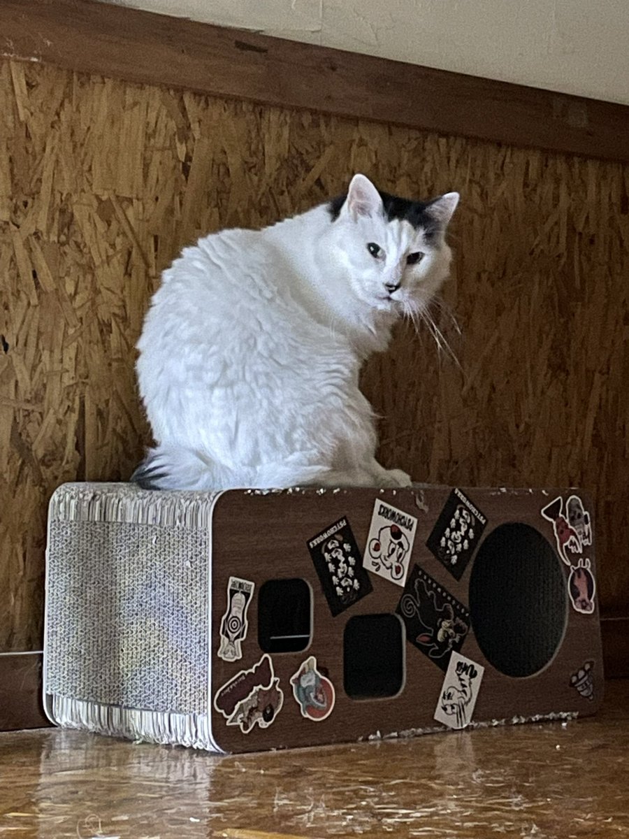 onigirinyans's tweet photo. グイグイと甘えん坊モードだったぴっこ。他の猫が「ﾎﾞｸﾓｰ」と近寄って来るとスッと離れて行った。「爪を研ぎに行ってしまったか…」と名残惜しく見ていると2回ぽっちパリｯパリとしてこちらを振り返っていた。 https://t.co/vUQZBugEuN