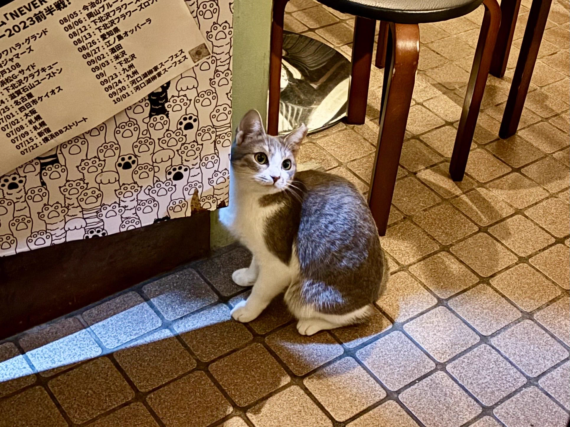 猫雑炊 熱海 Muddy Cat в X: „しらすチャン！“ / X