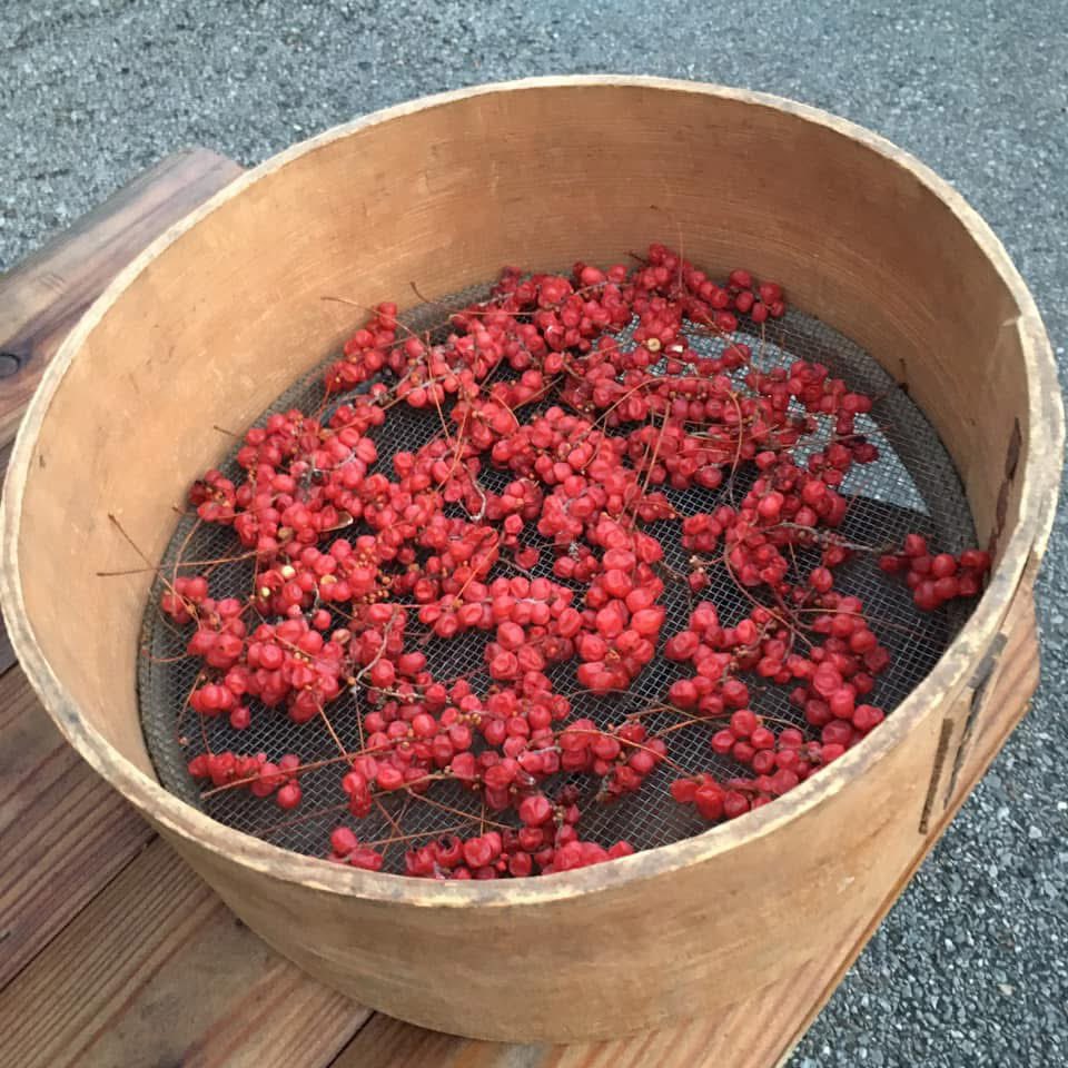 o2pine's tweet photo. チョウセンゴミシを乾燥中、カバノアナタケ茶の味付けに使っているが、一般的にはゴミシ茶として単独で飲まれている。この辺りでは、マツブドウと呼んでいる。

 https://t.co/EX91RpgfRq https://t.co/6H7Z3JwU1n