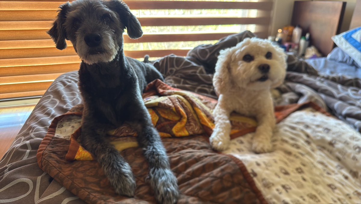 AVAstudillo's tweet photo. Feliz día ❣️
Manolo y Popeta 
Rescatados, adoptados. https://t.co/7qrgIFigUF