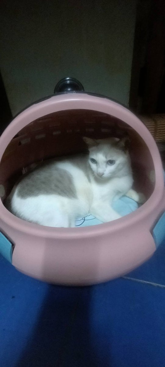 namemeene's tweet photo. ฝนตก หลบฝนก่อนน้าาา https://t.co/4gmqL20VFr