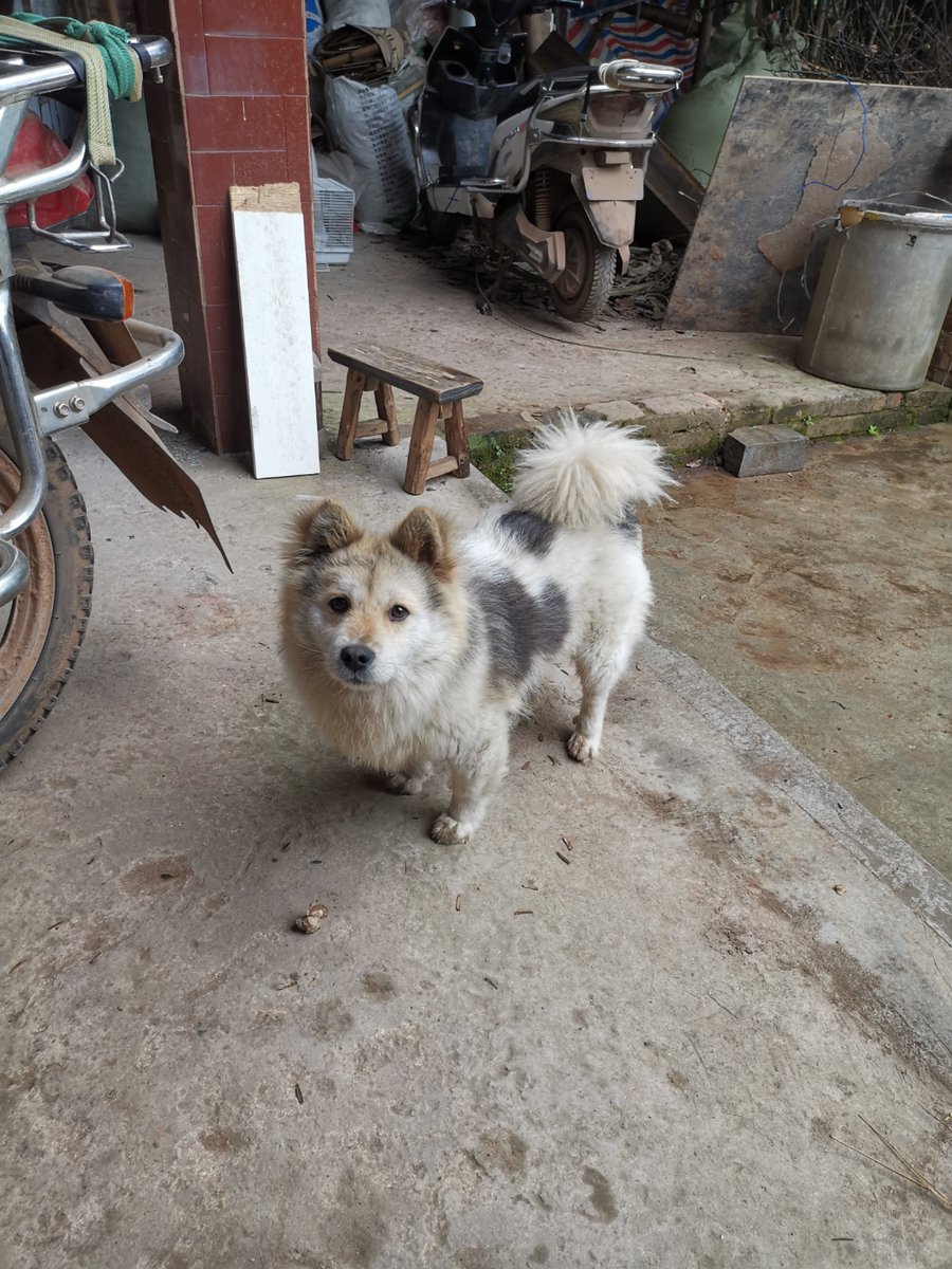 AngelinaWiov's tweet photo. Mi perro Lulu ya corre por toda la casa solo! Crecen tan rápido que me da alegría y un poco de pena https://t.co/7Q9c6jqCS4