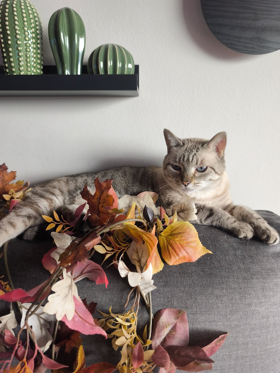 ariadnnah4l's tweet photo. Mi gatita otoñal 🍂 https://t.co/HAwU4JlmT8
