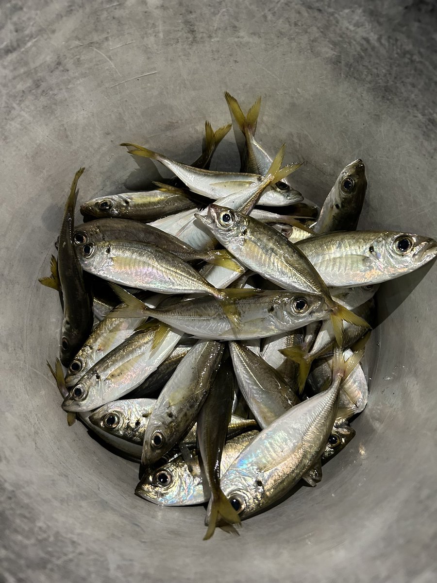 Arakakei09's tweet photo. 今日も釣りツーリング。3時過ぎから小さいけど一気に連れ出して大漁🐟 https://t.co/bPH6SkgdFT