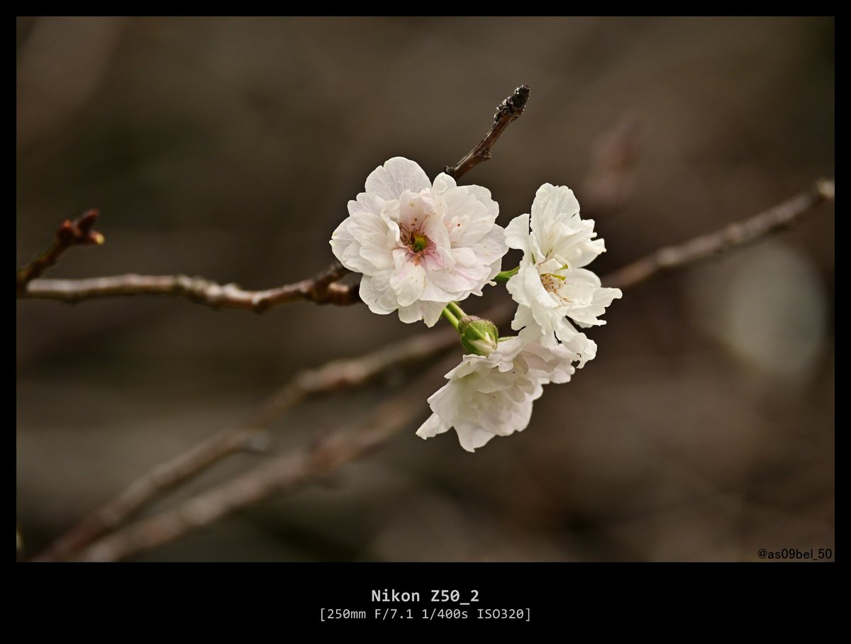 as09bel_50's tweet photo. 新宿御苑で十月桜が咲いてた！この時期の桜風情があっていいね
#Z50II https://t.co/HOEABsKRSc