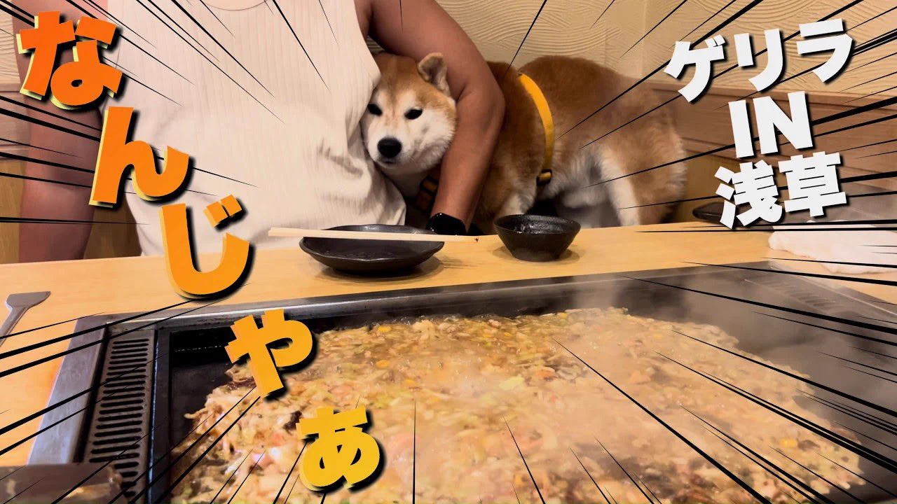 シヴァ犬こむぎっす🐾豆シヴァわらび on X: 