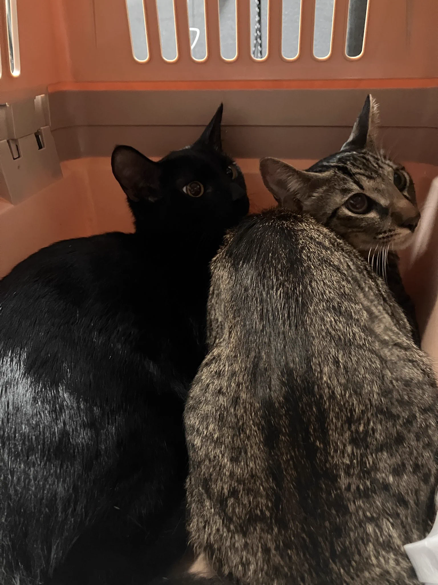 ねこちゃや 猫カフェ猫茶家☆日曜のみ営業 (@nekochaya) / X